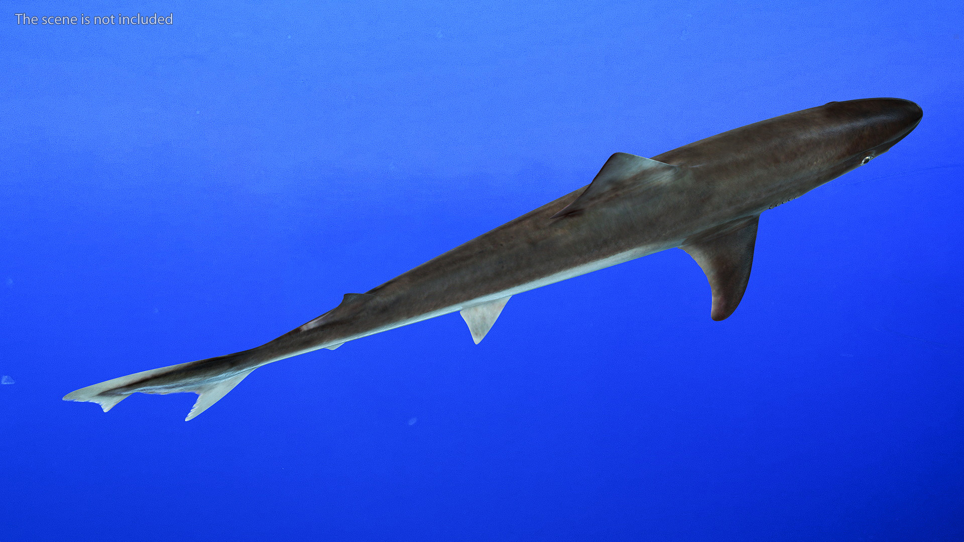 Realistic School Shark 3D