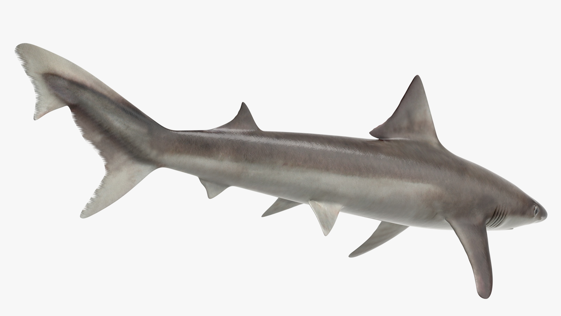 Realistic School Shark 3D
