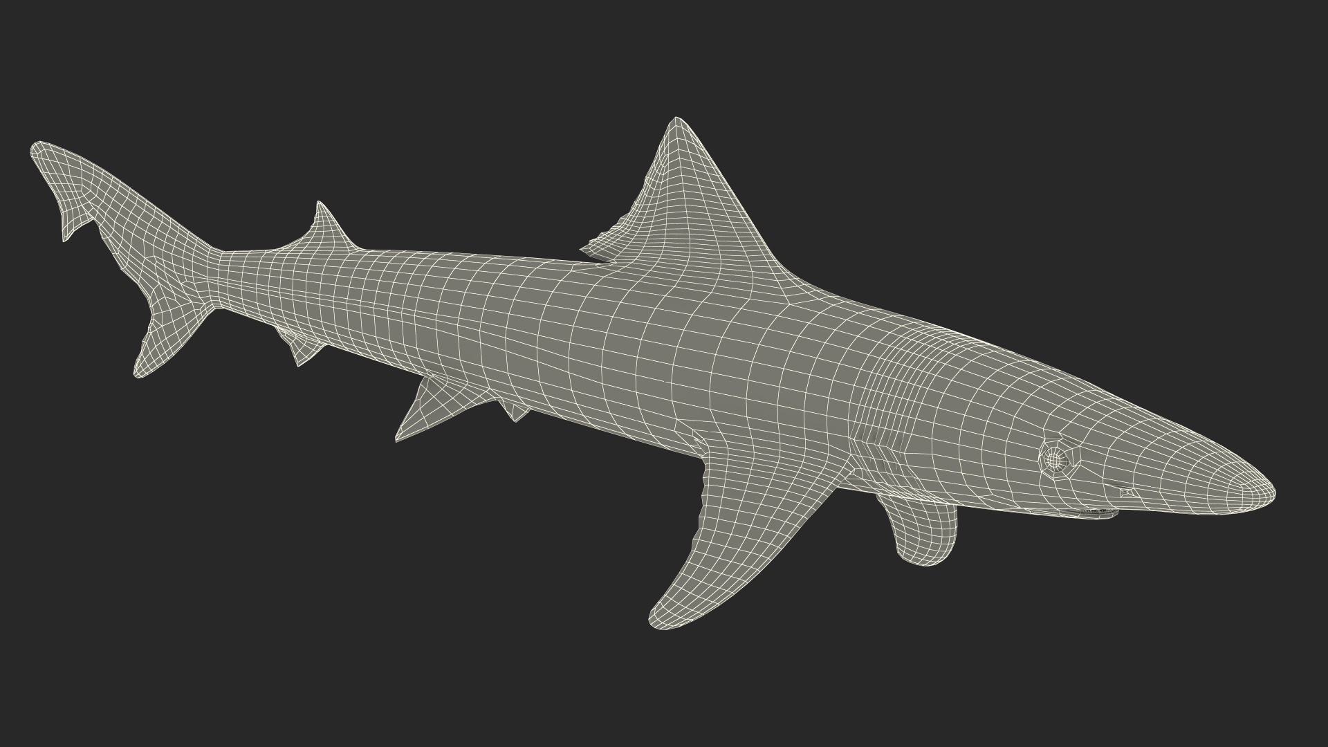 Realistic School Shark 3D