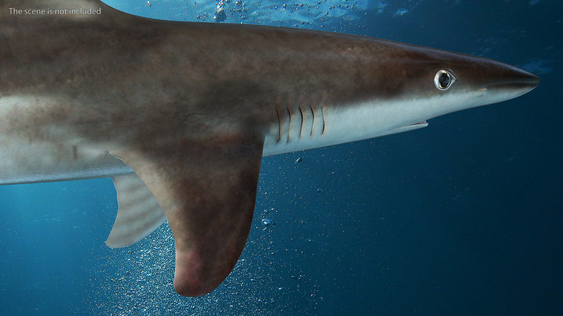 Realistic School Shark 3D