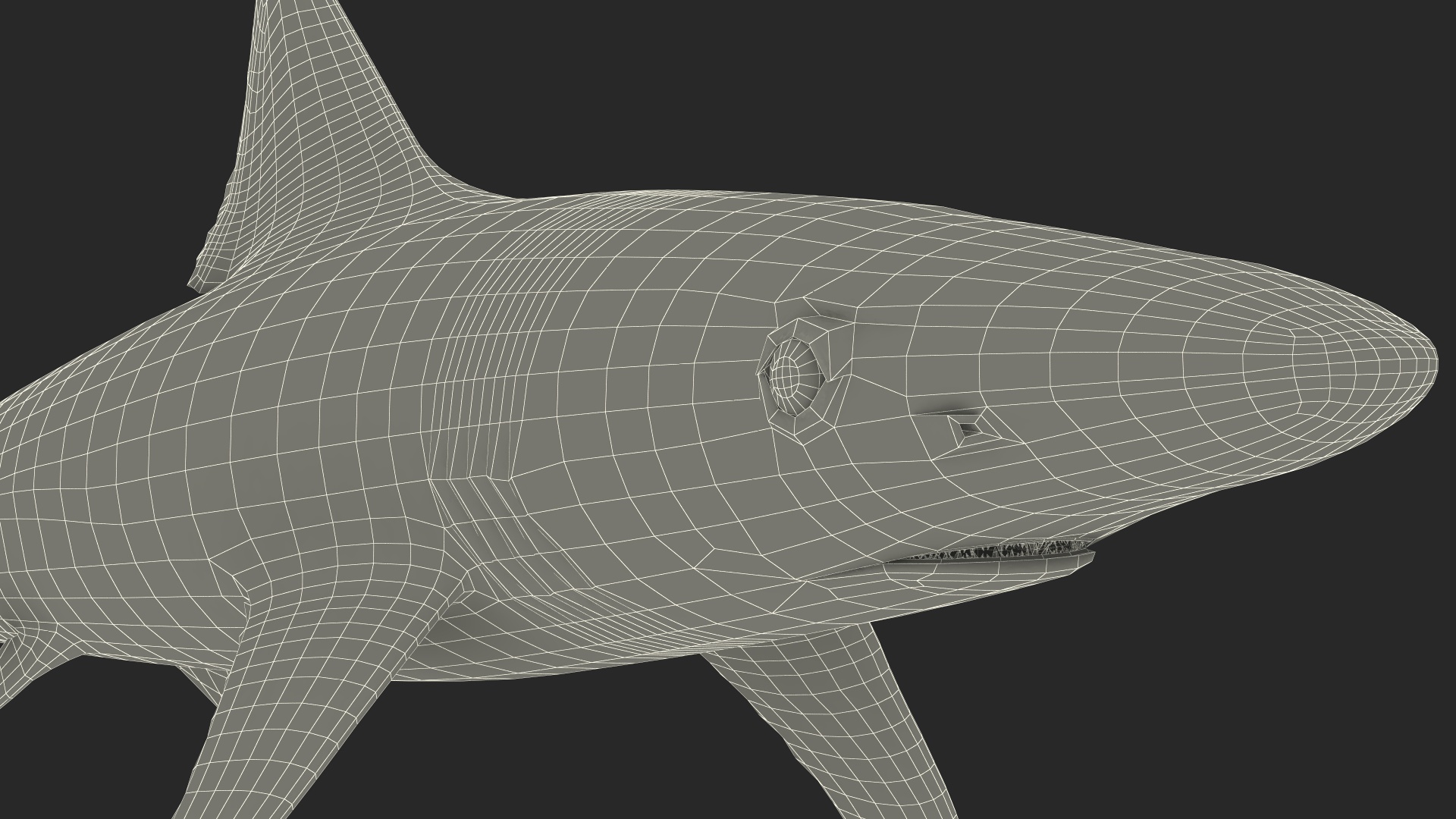 Realistic School Shark 3D