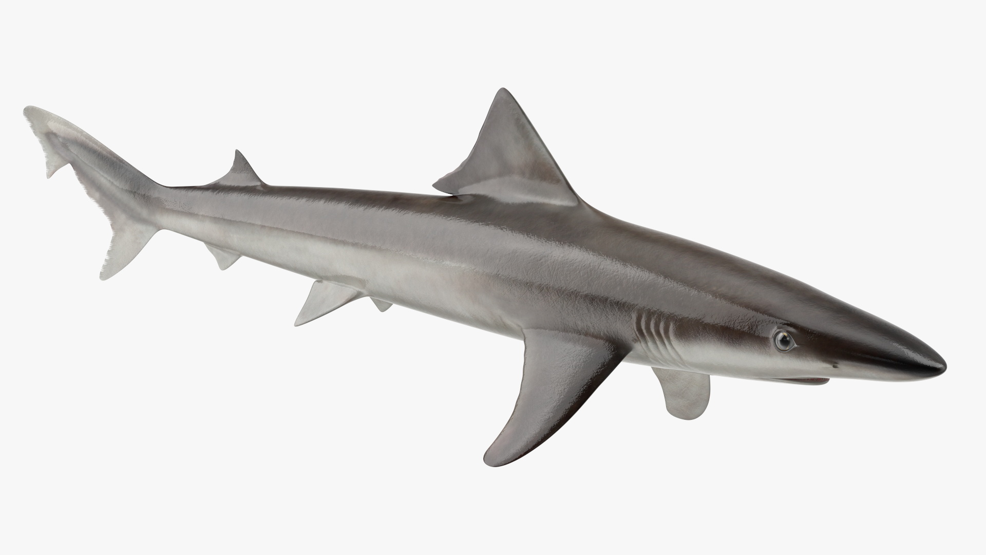 Realistic School Shark 3D