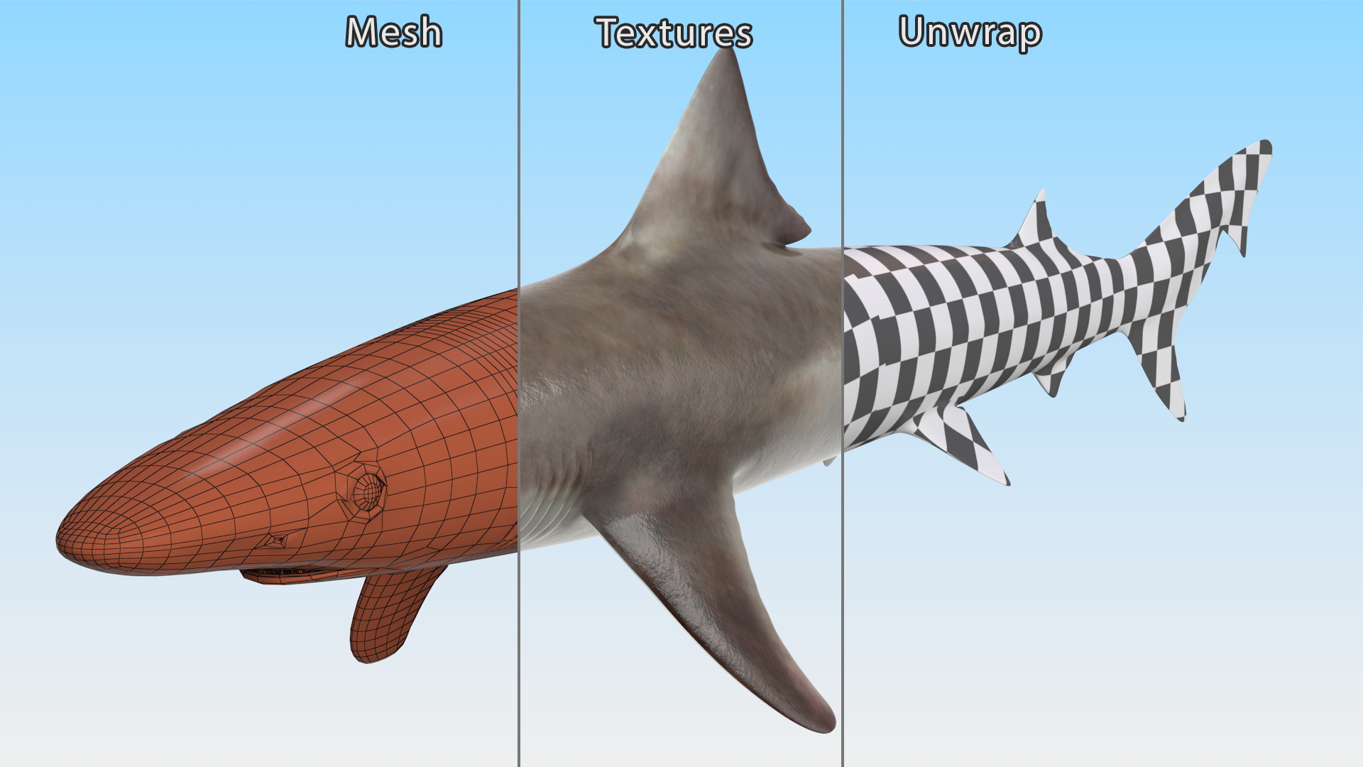 Realistic School Shark 3D