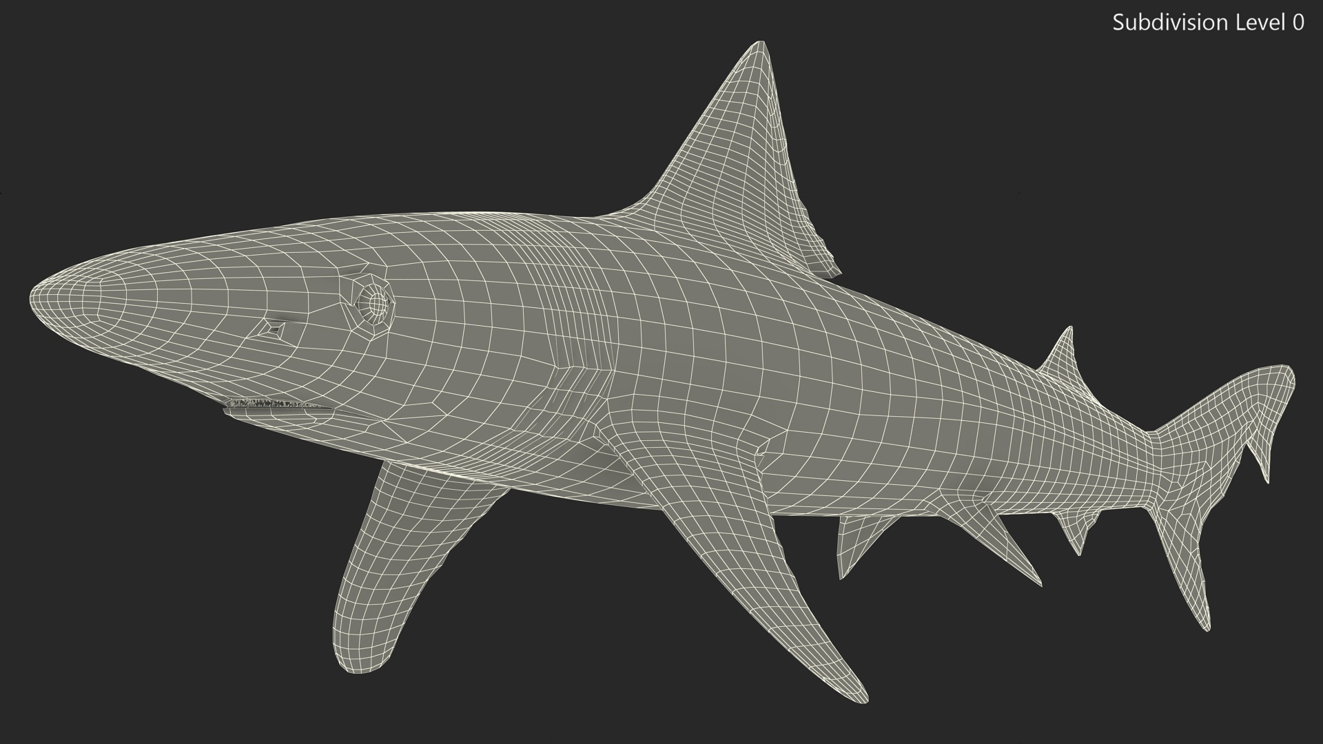 Realistic School Shark 3D