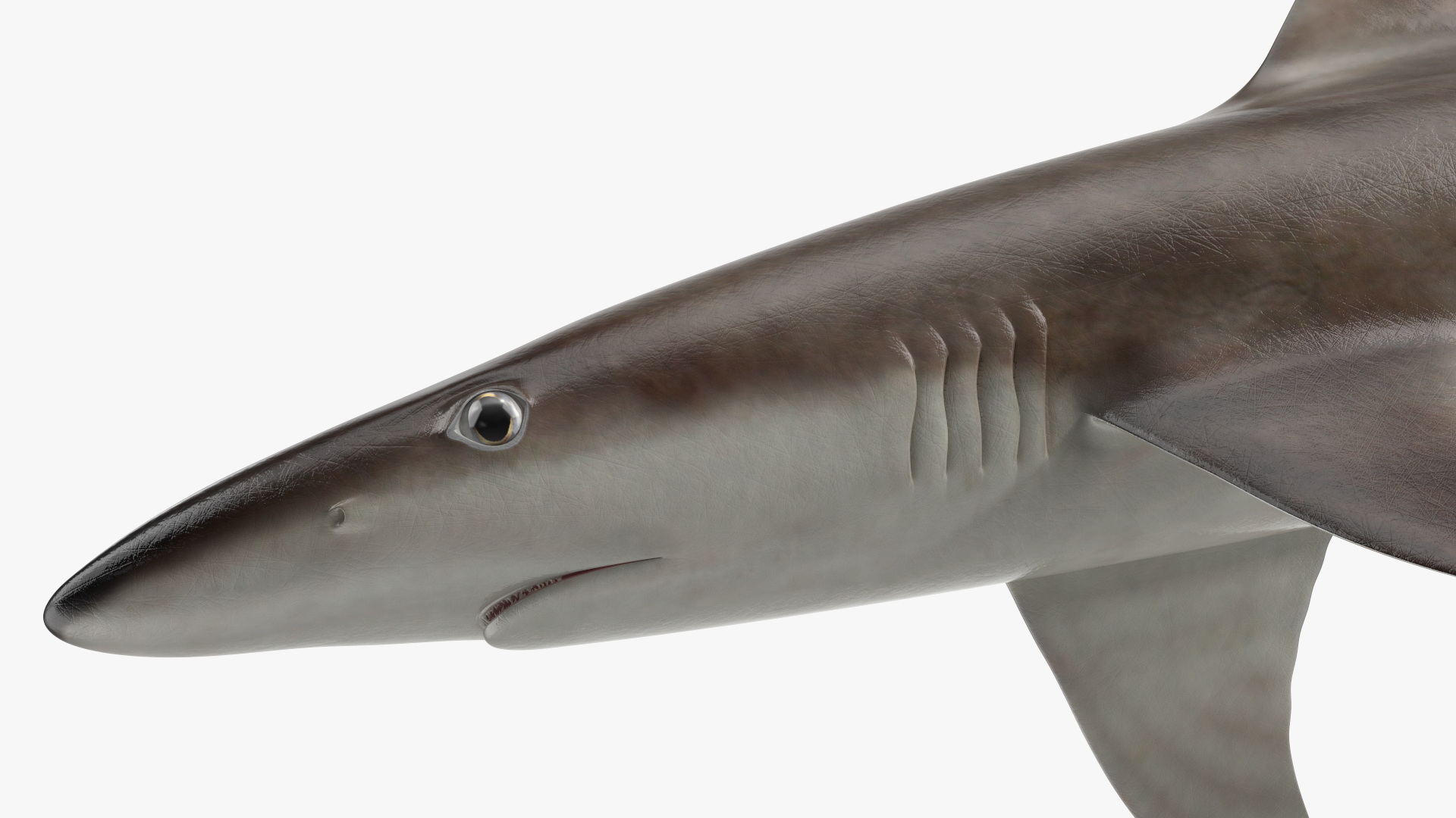 Realistic School Shark 3D
