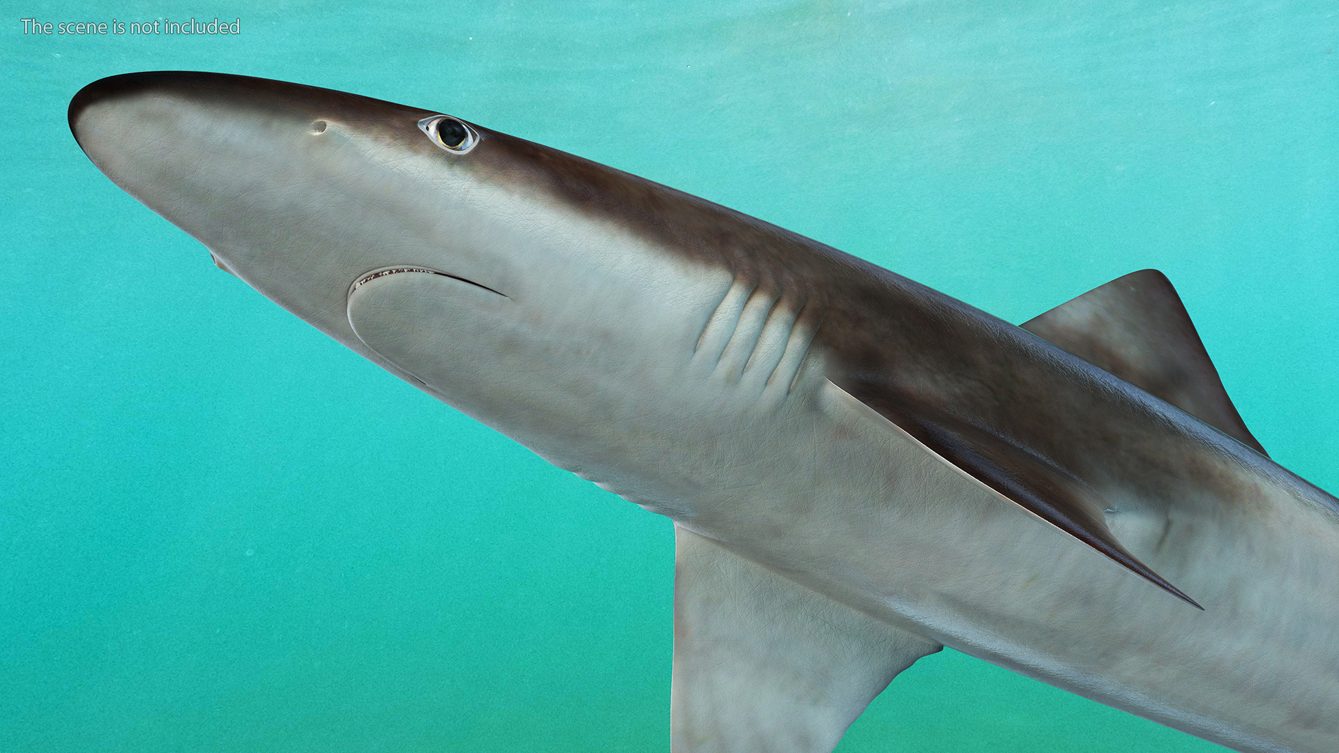 Realistic School Shark 3D