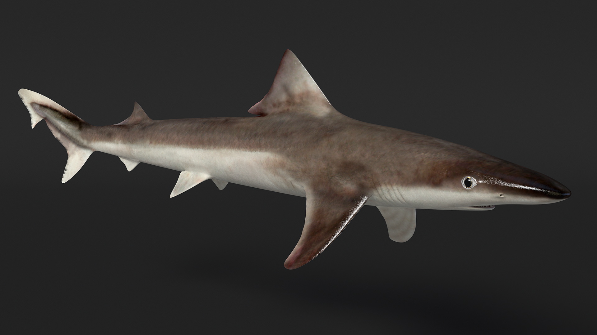Realistic School Shark 3D