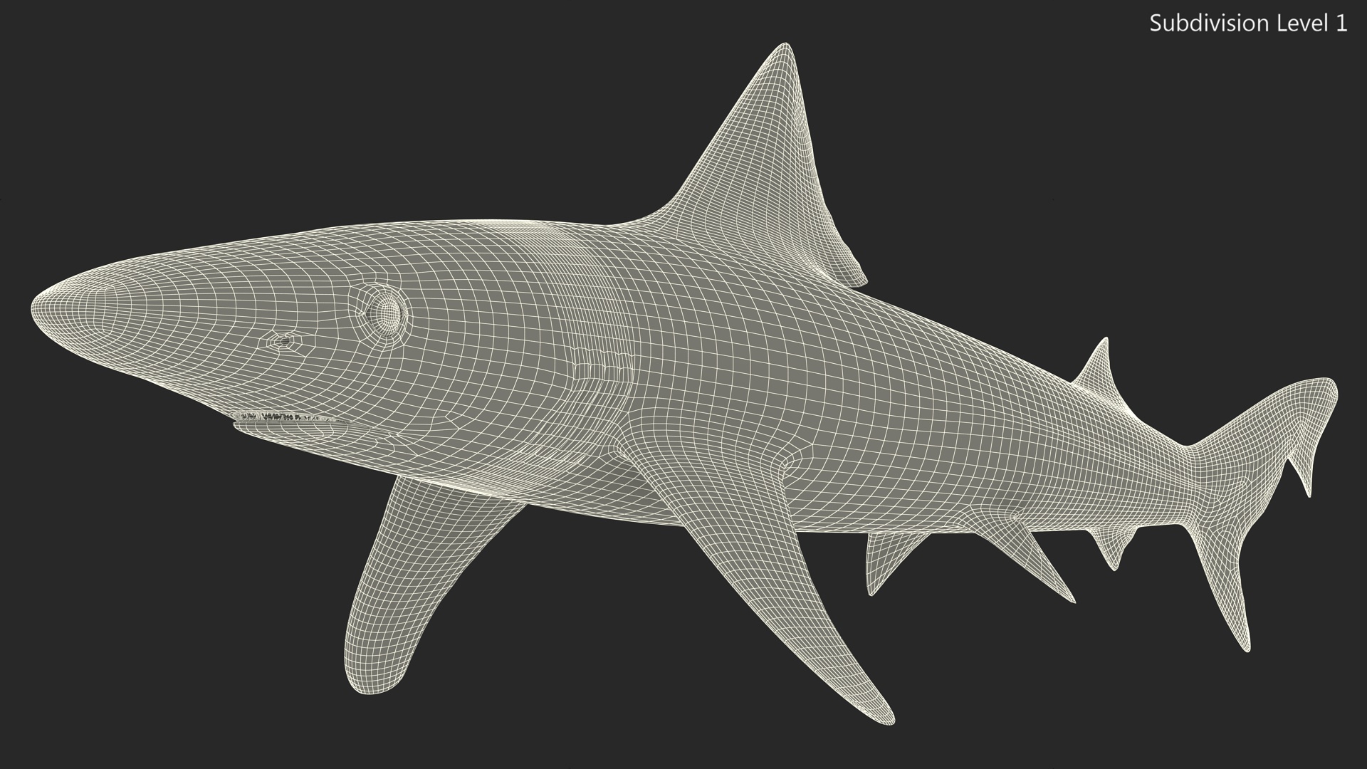 Realistic School Shark 3D