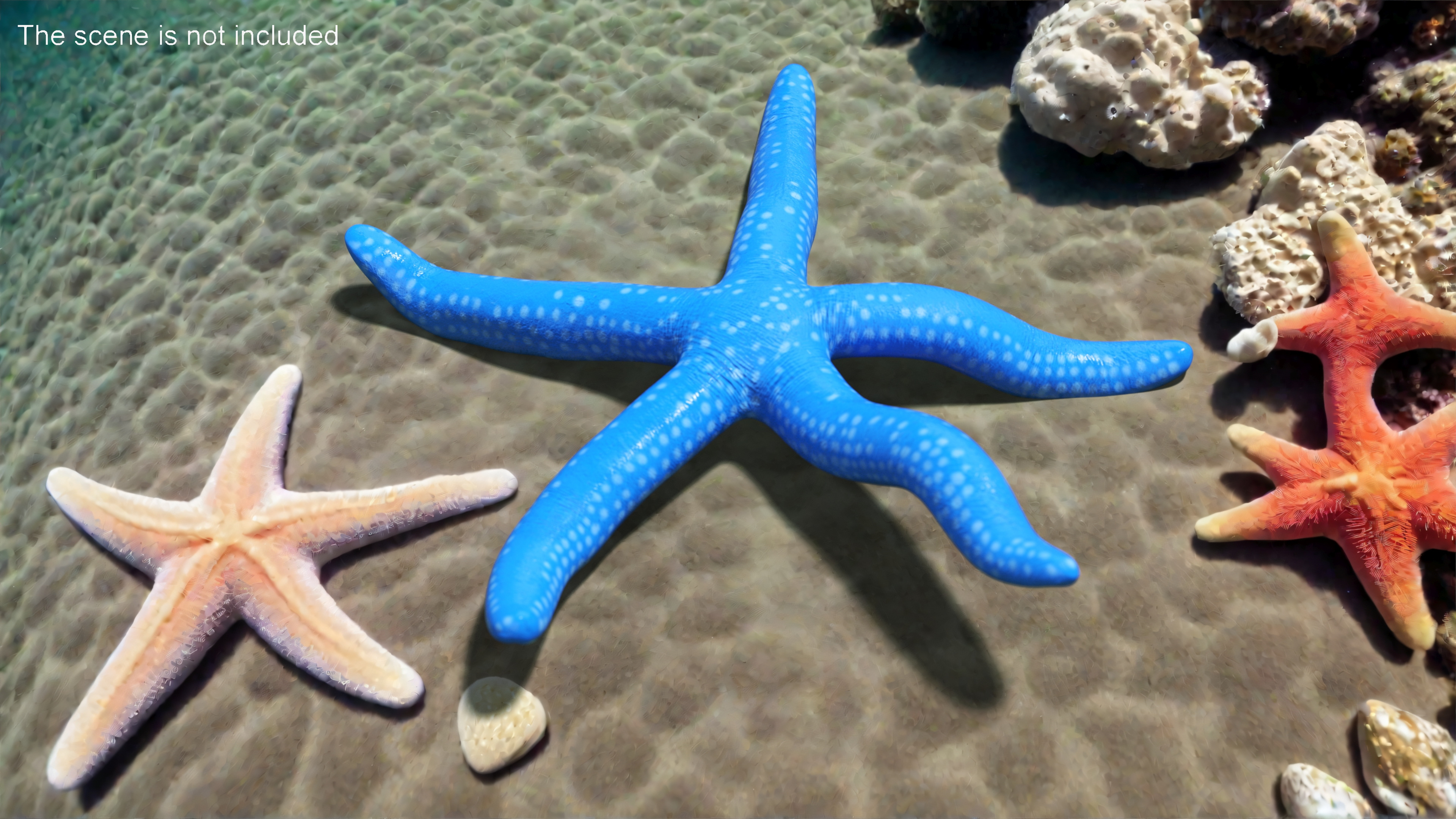 Sea Star Blue Crawling Pose 3D