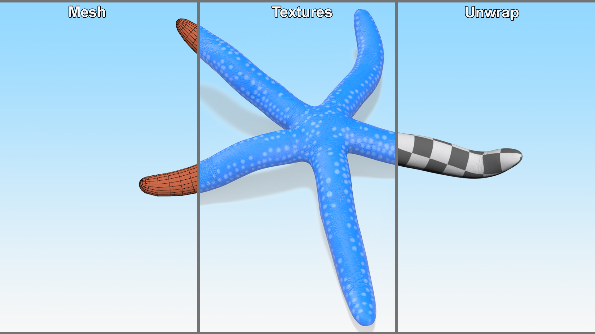 Sea Star Blue Crawling Pose 3D