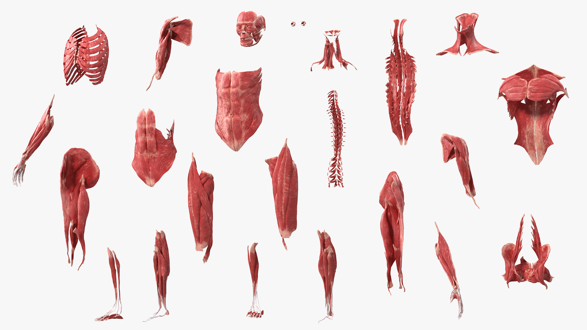 3D model Female Muscle System