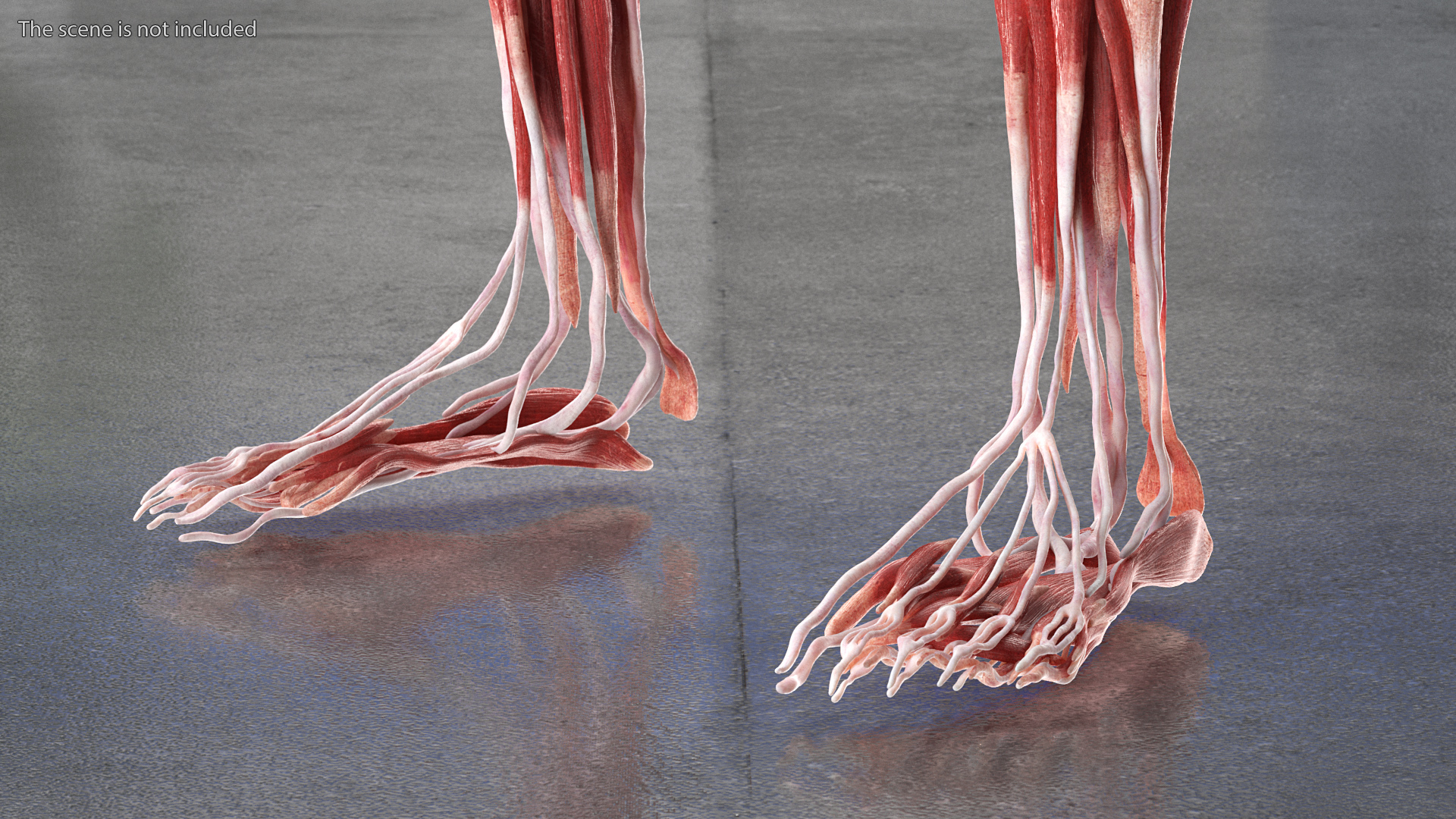 3D model Female Muscle System