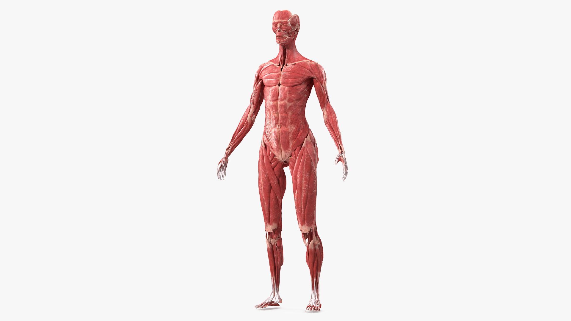 3D model Female Muscle System