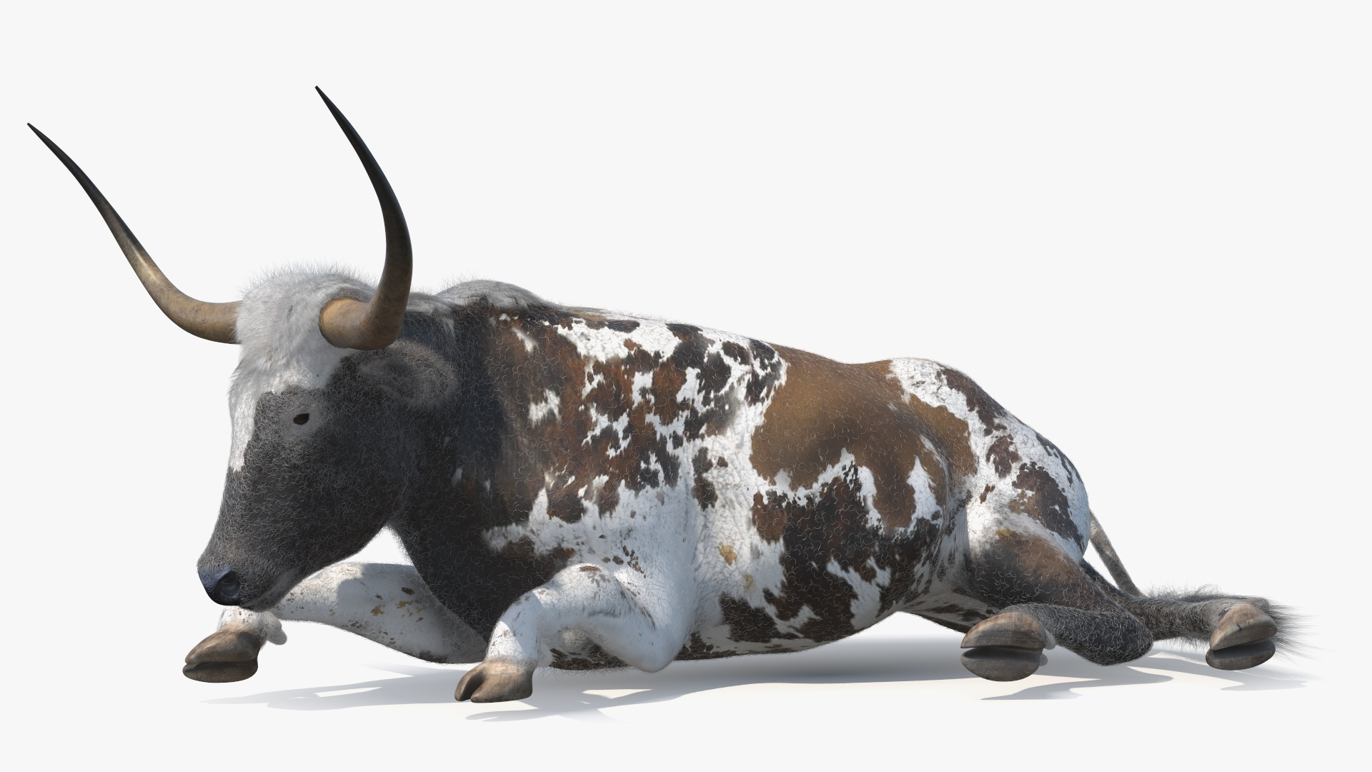 Texas Longhorn Mottled Brown Fur Rigged 3D model