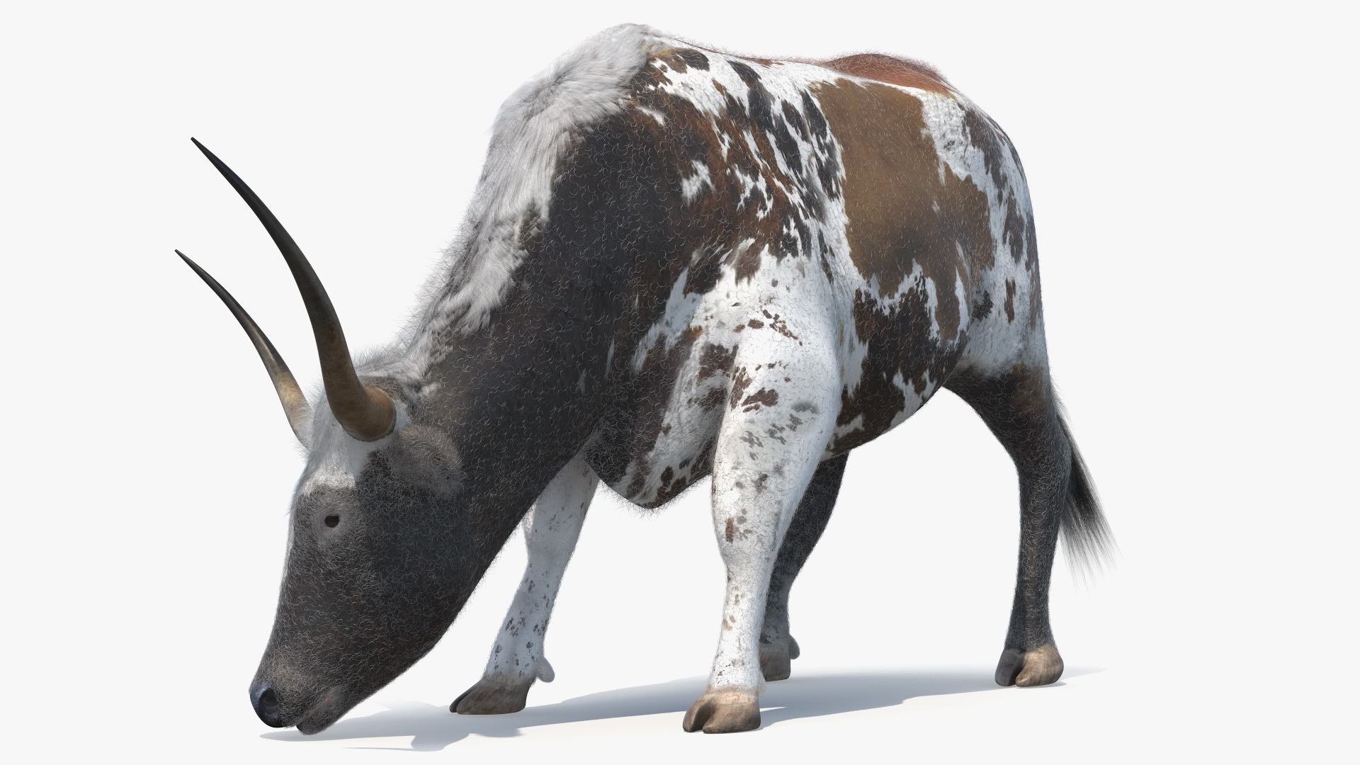 Texas Longhorn Mottled Brown Fur Rigged 3D model