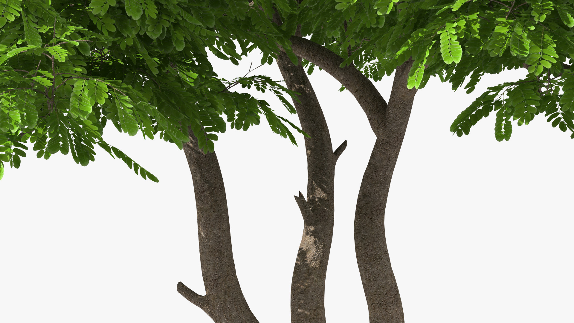 Albizia Julibrissin Deflorate 3D model