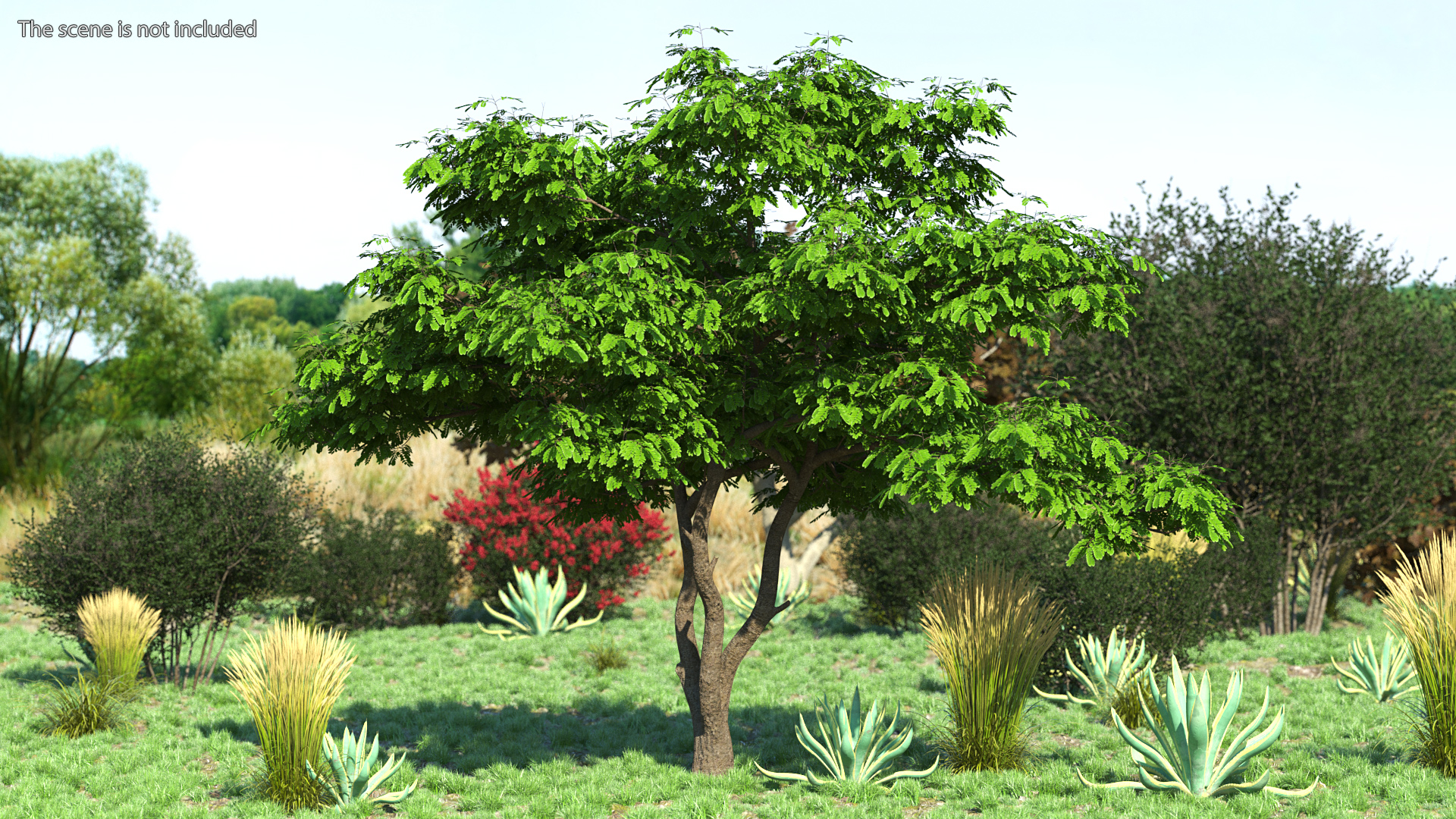Albizia Julibrissin Deflorate 3D model
