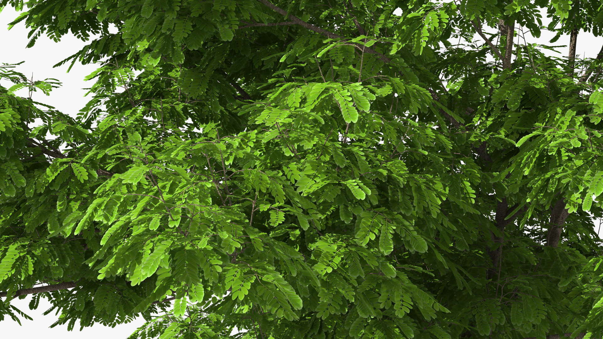 Albizia Julibrissin Deflorate 3D model