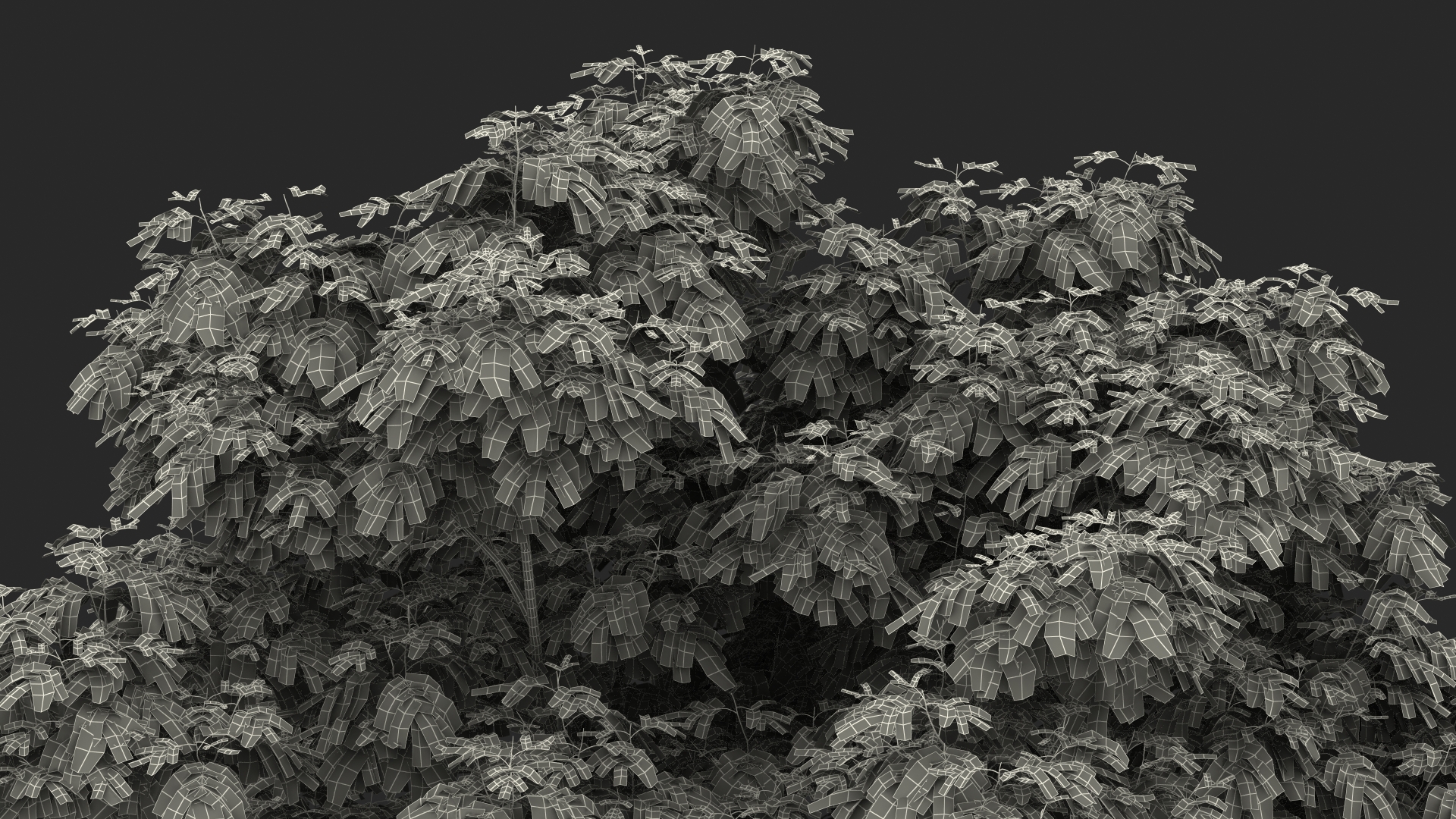 Albizia Julibrissin Deflorate 3D model