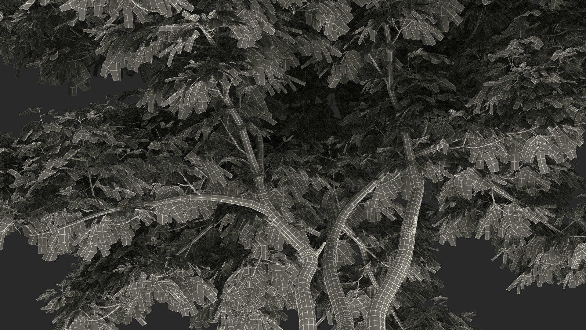Albizia Julibrissin Deflorate 3D model