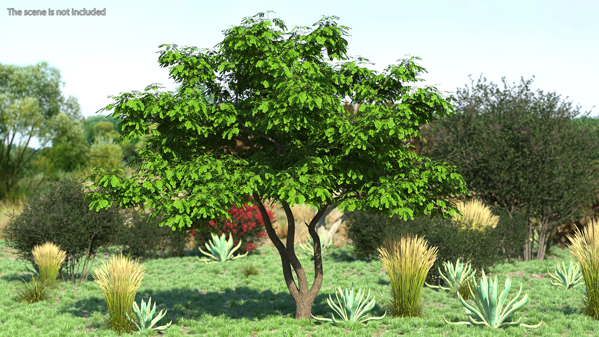 Albizia Julibrissin Deflorate 3D model