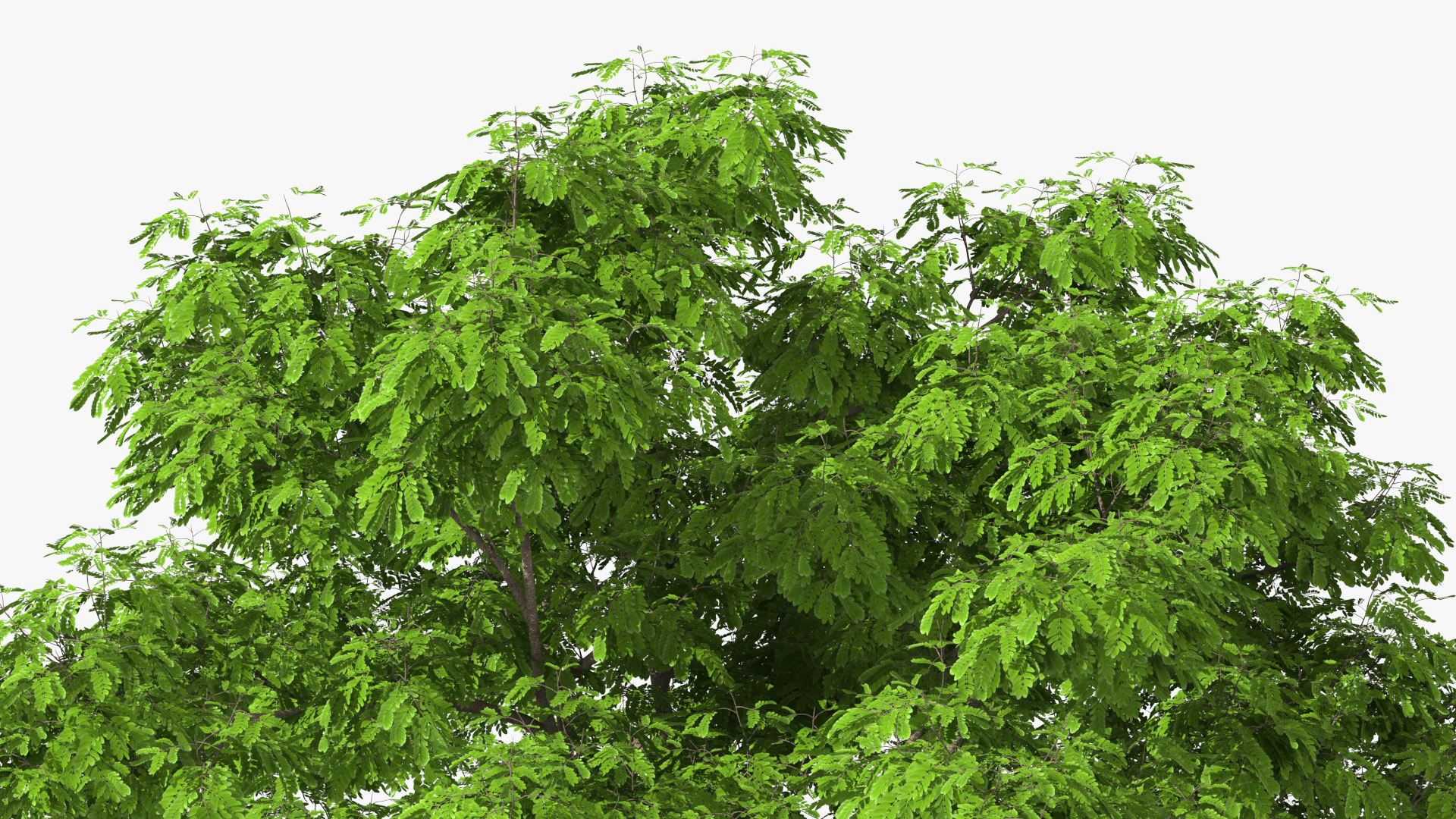 Albizia Julibrissin Deflorate 3D model