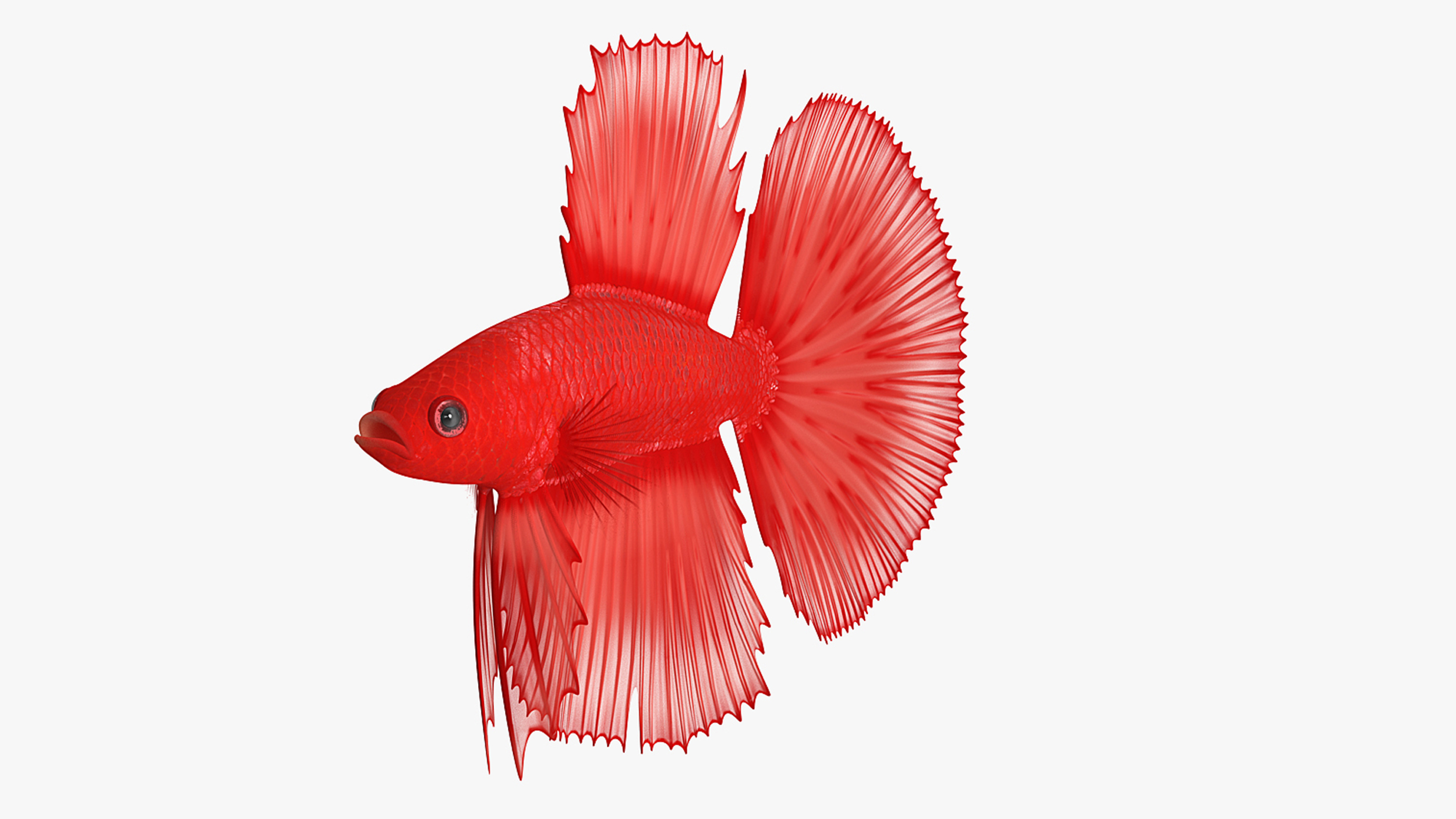 3D model Red Crowntail Betta Fish Rigged for Cinema 4D