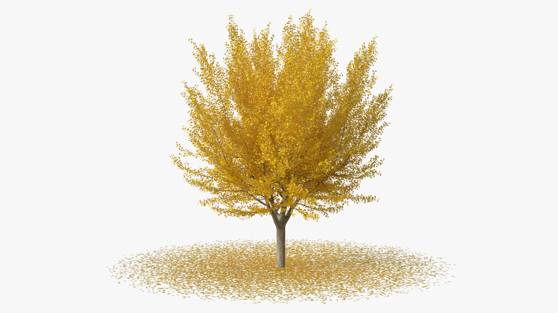 3D Ginkgo Tree Leaf Fall