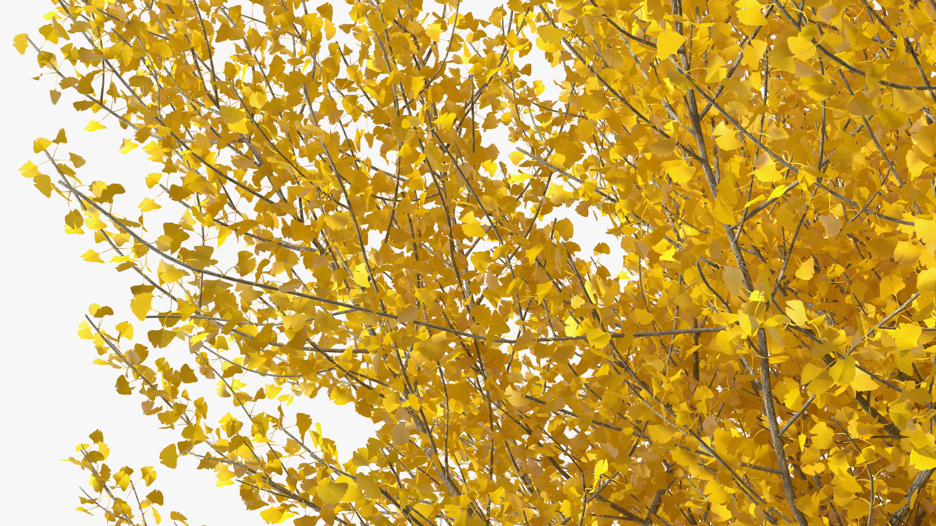 3D Ginkgo Tree Leaf Fall