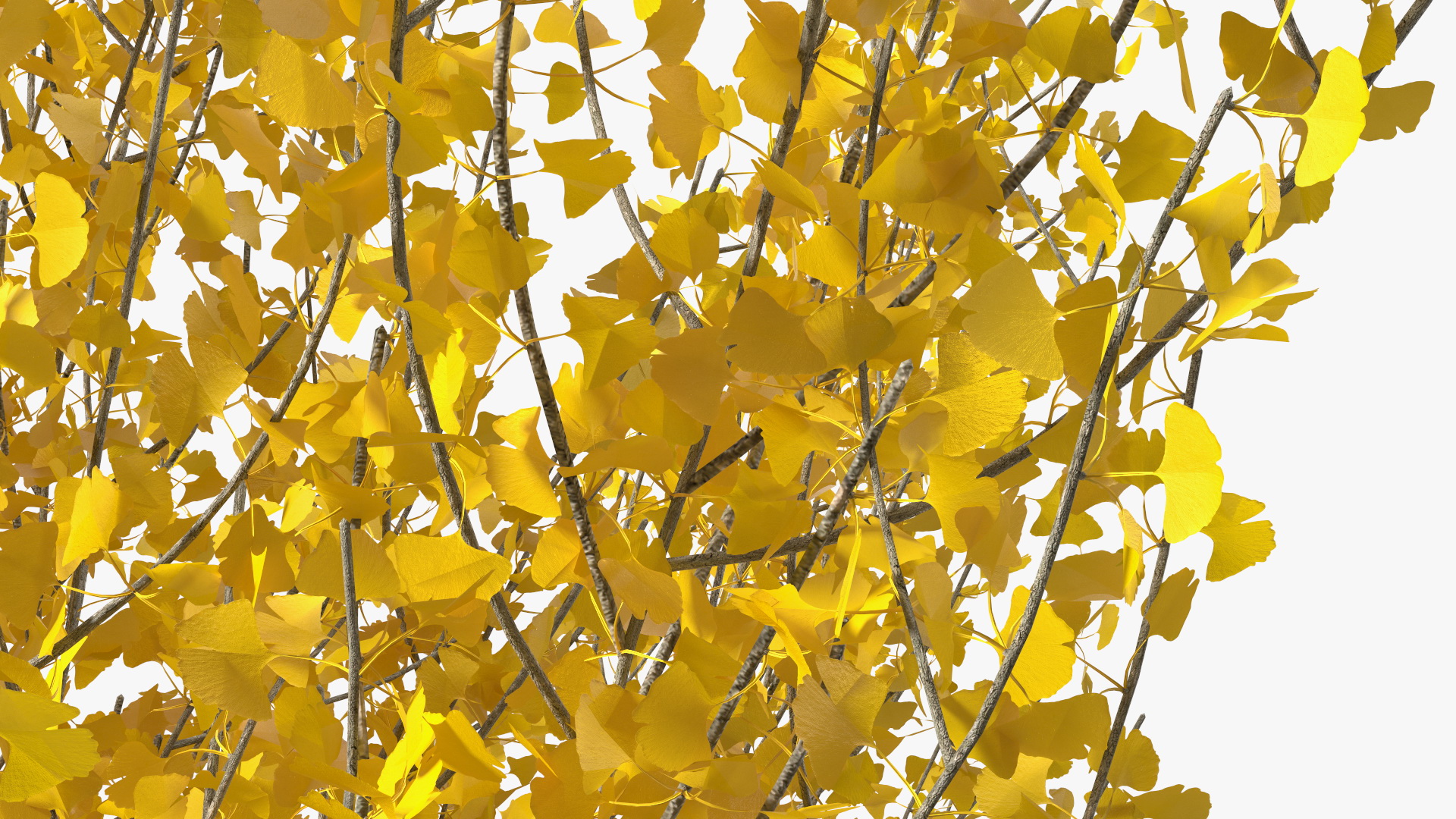 3D Ginkgo Tree Leaf Fall