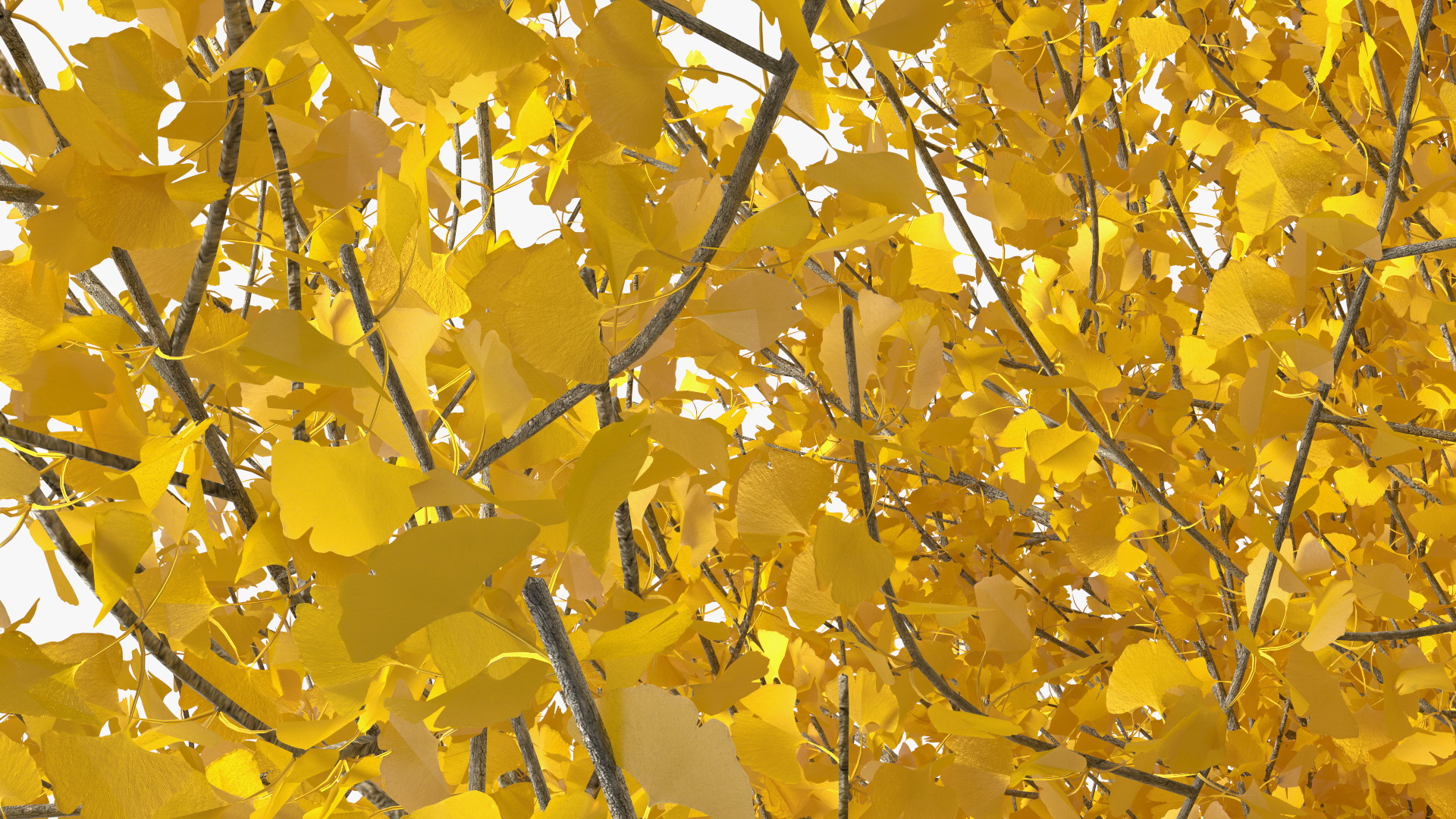 3D Ginkgo Tree Leaf Fall
