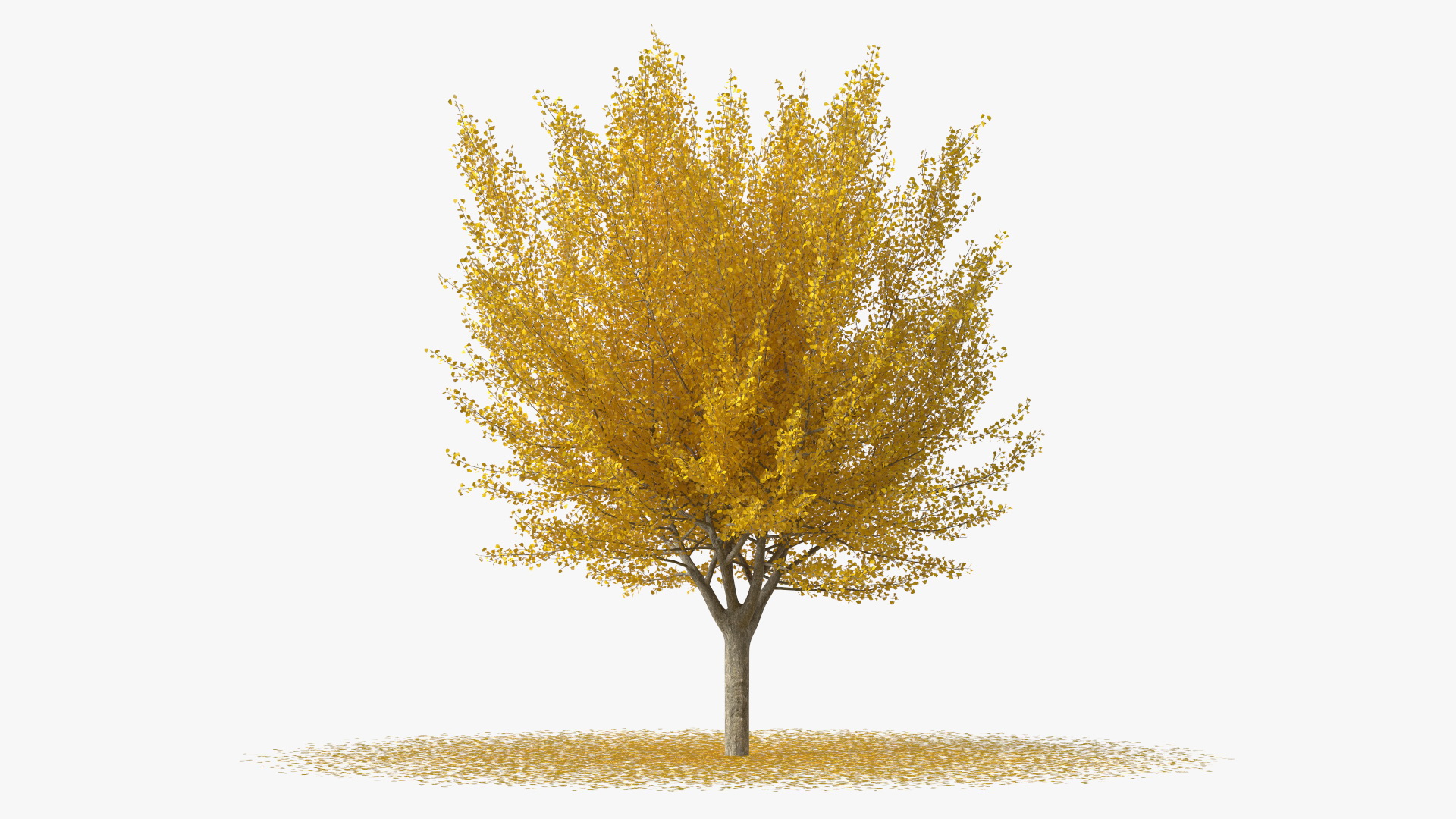 3D Ginkgo Tree Leaf Fall