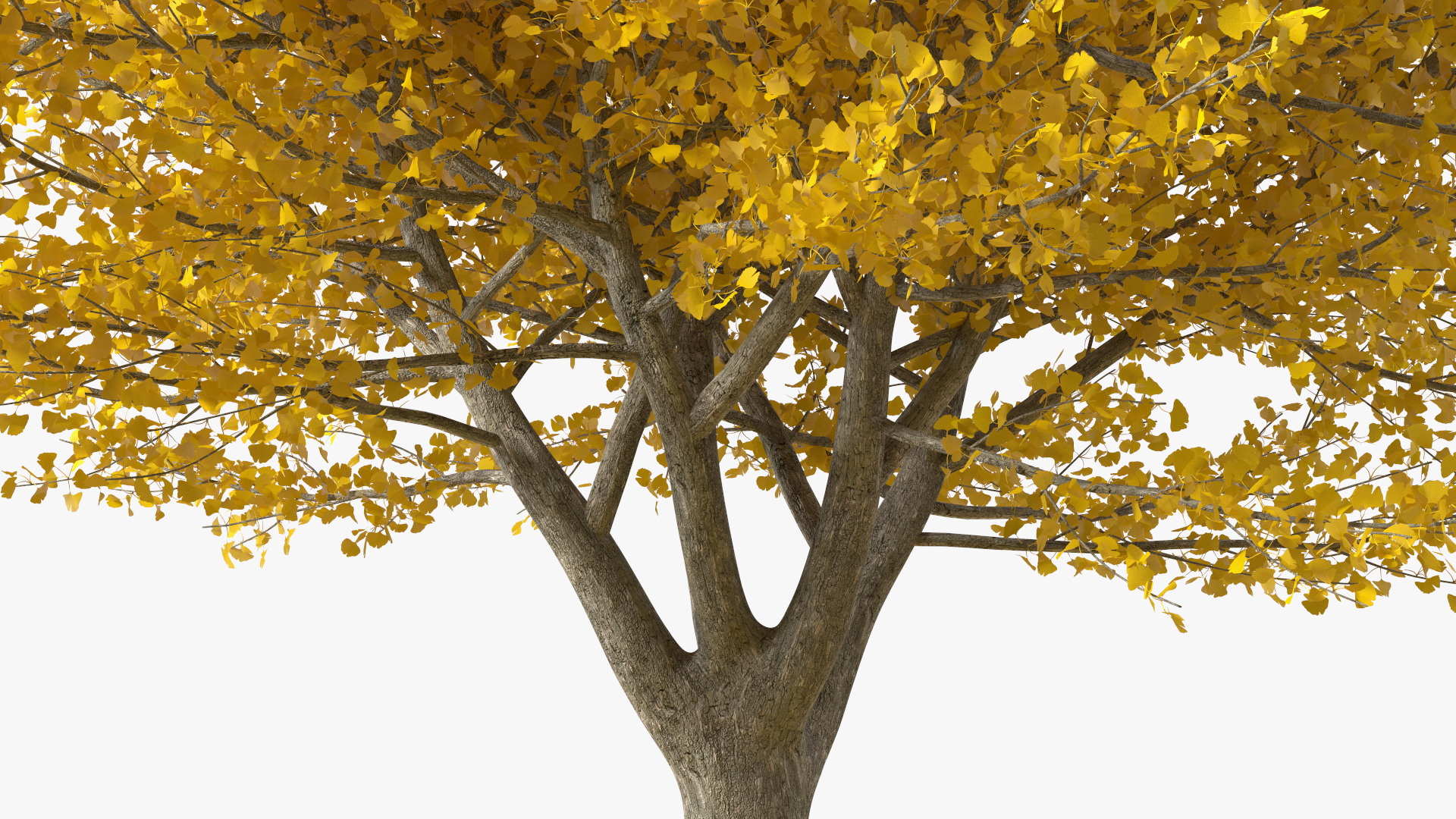 3D Ginkgo Tree Leaf Fall