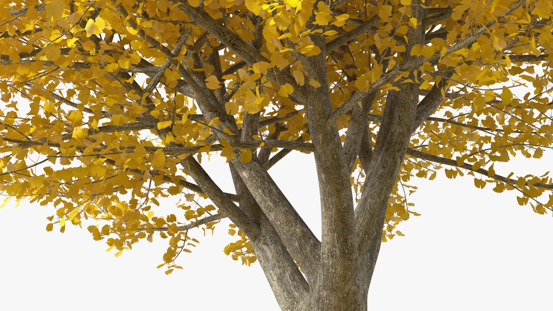 3D Ginkgo Tree Leaf Fall