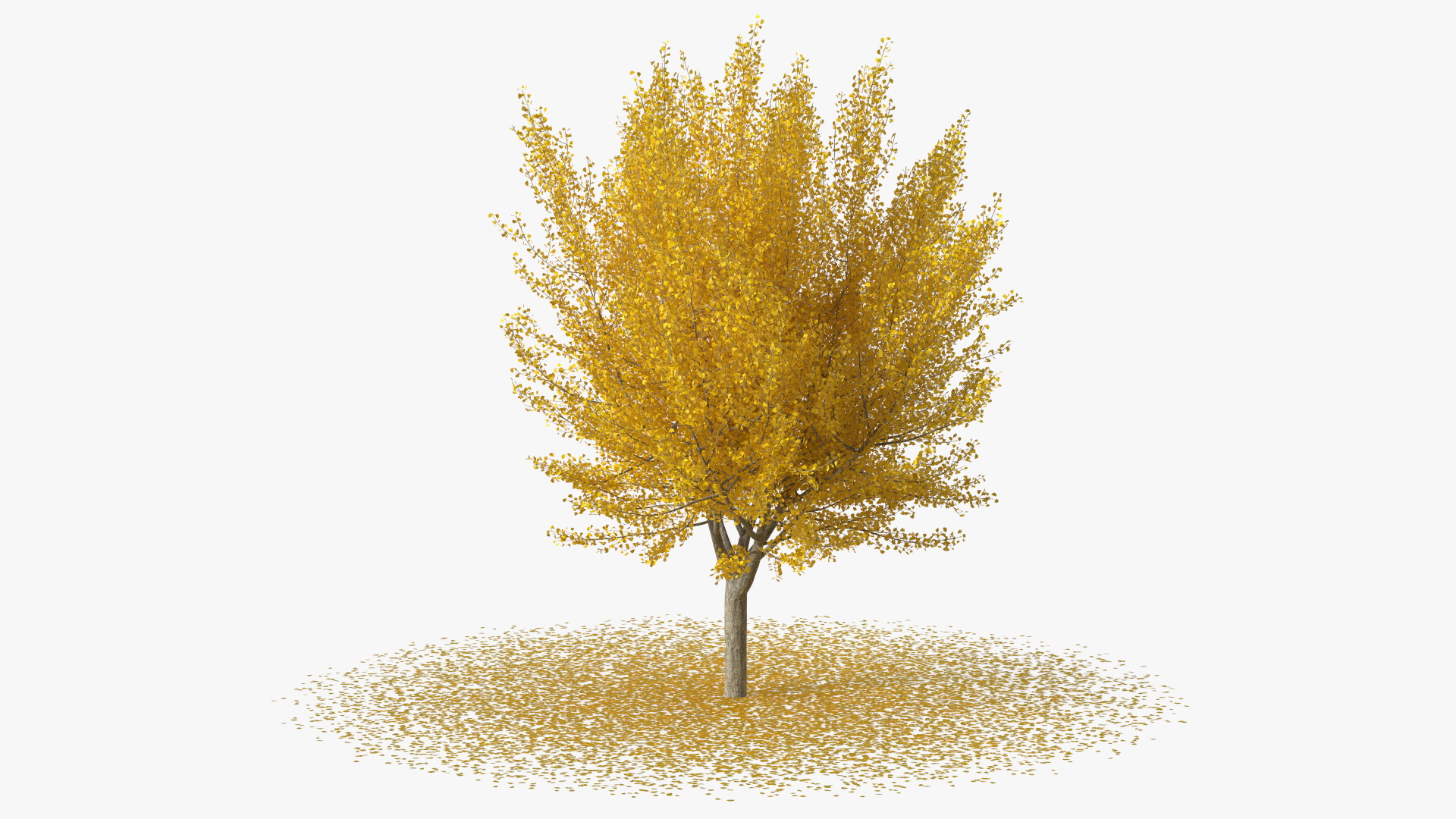 3D Ginkgo Tree Leaf Fall