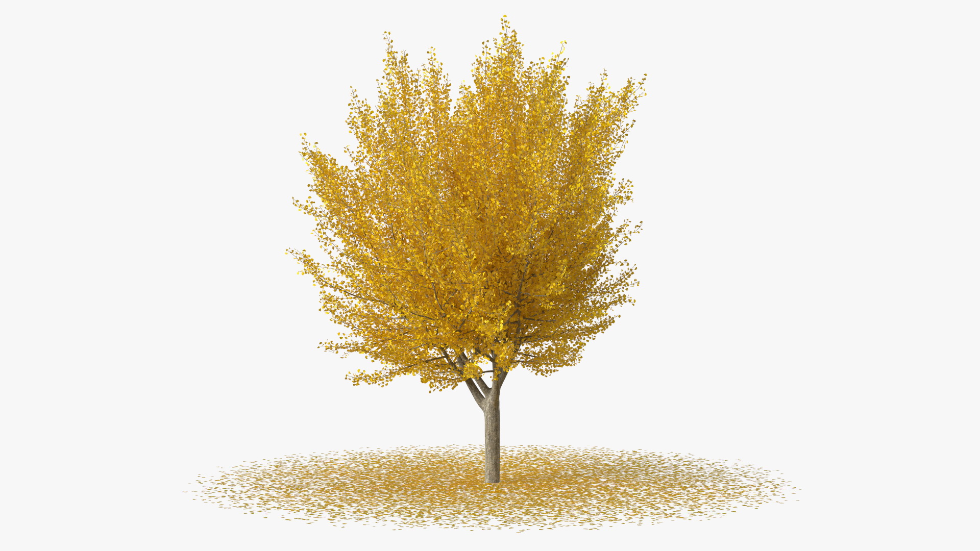 3D Ginkgo Tree Leaf Fall