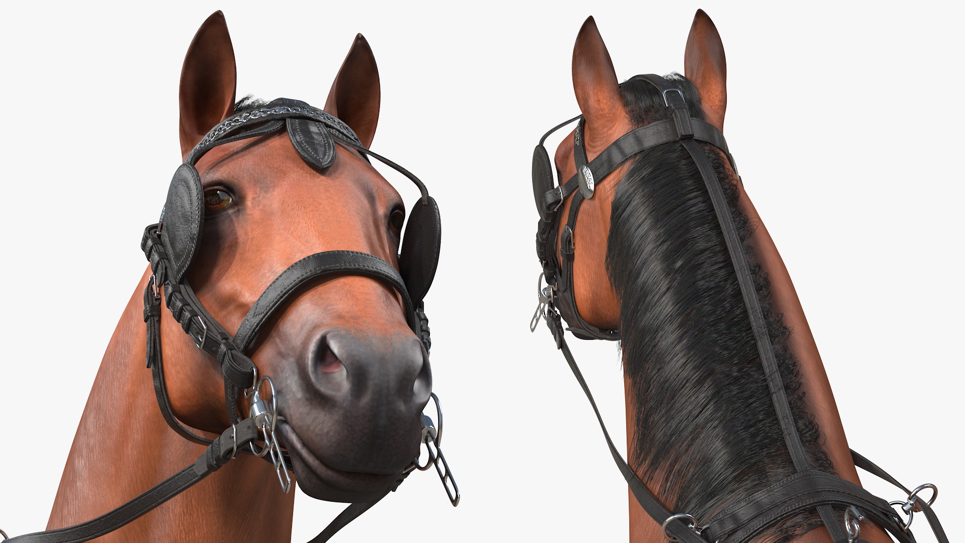 3D Team of Four Breast Collar Harness Walking Pose Fur
