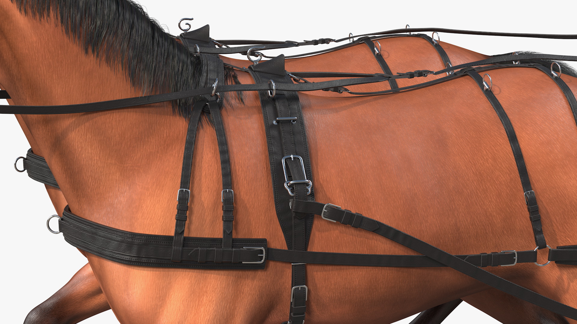 3D Team of Four Breast Collar Harness Walking Pose Fur
