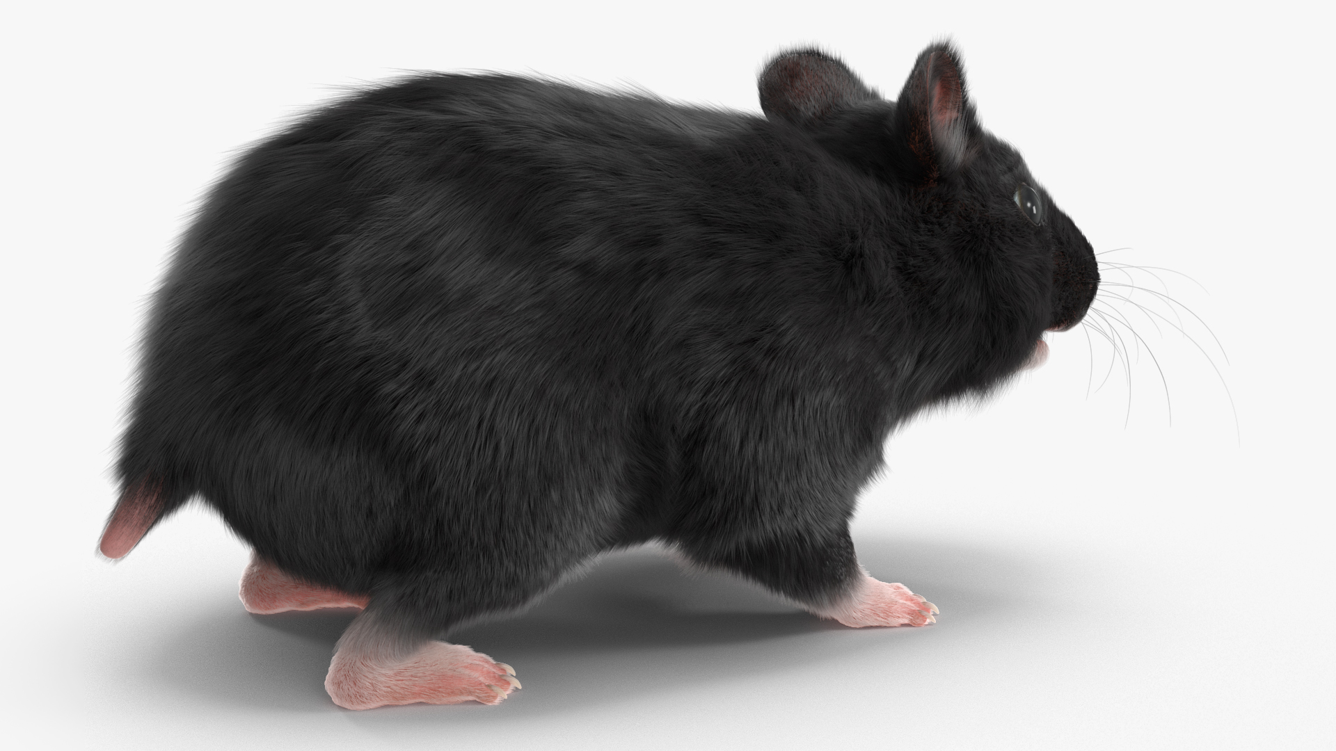 Syrian Hamster Black Rigged 3D