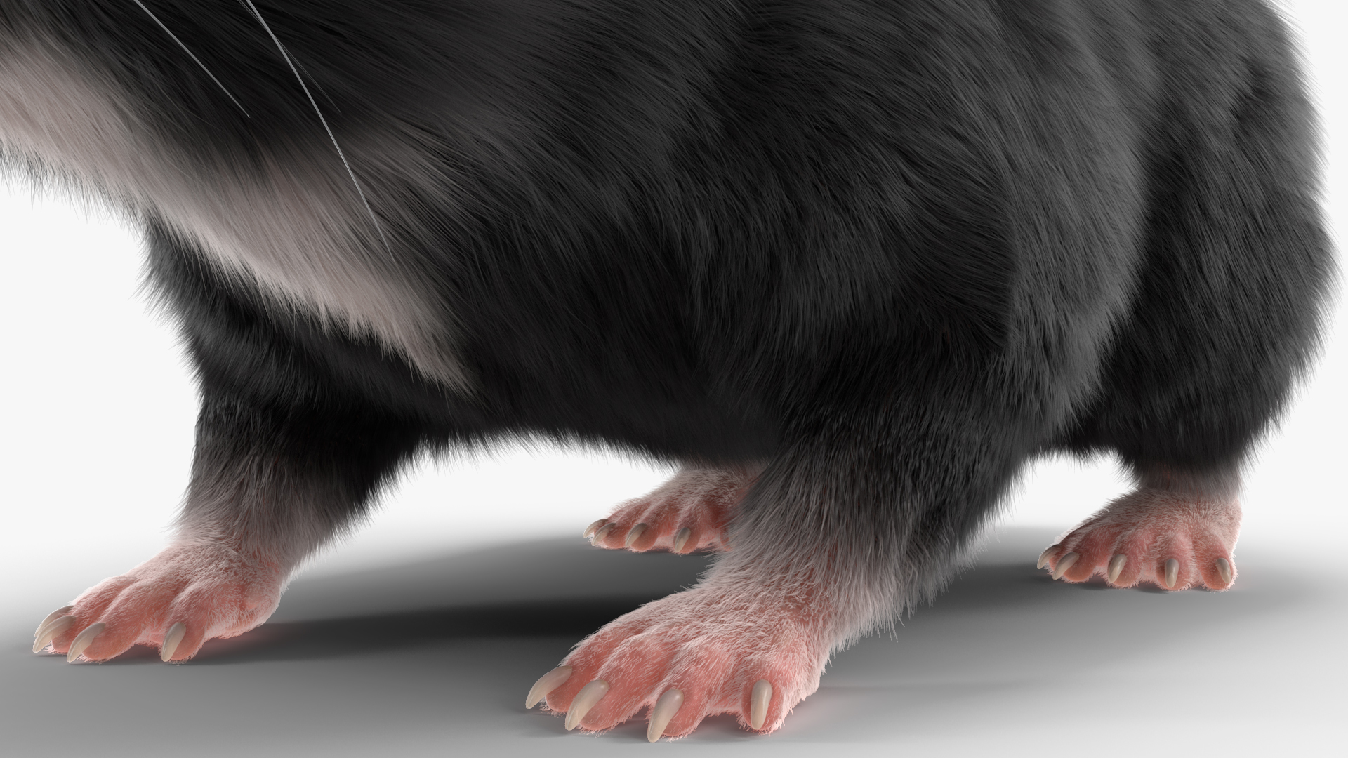 Syrian Hamster Black Rigged 3D
