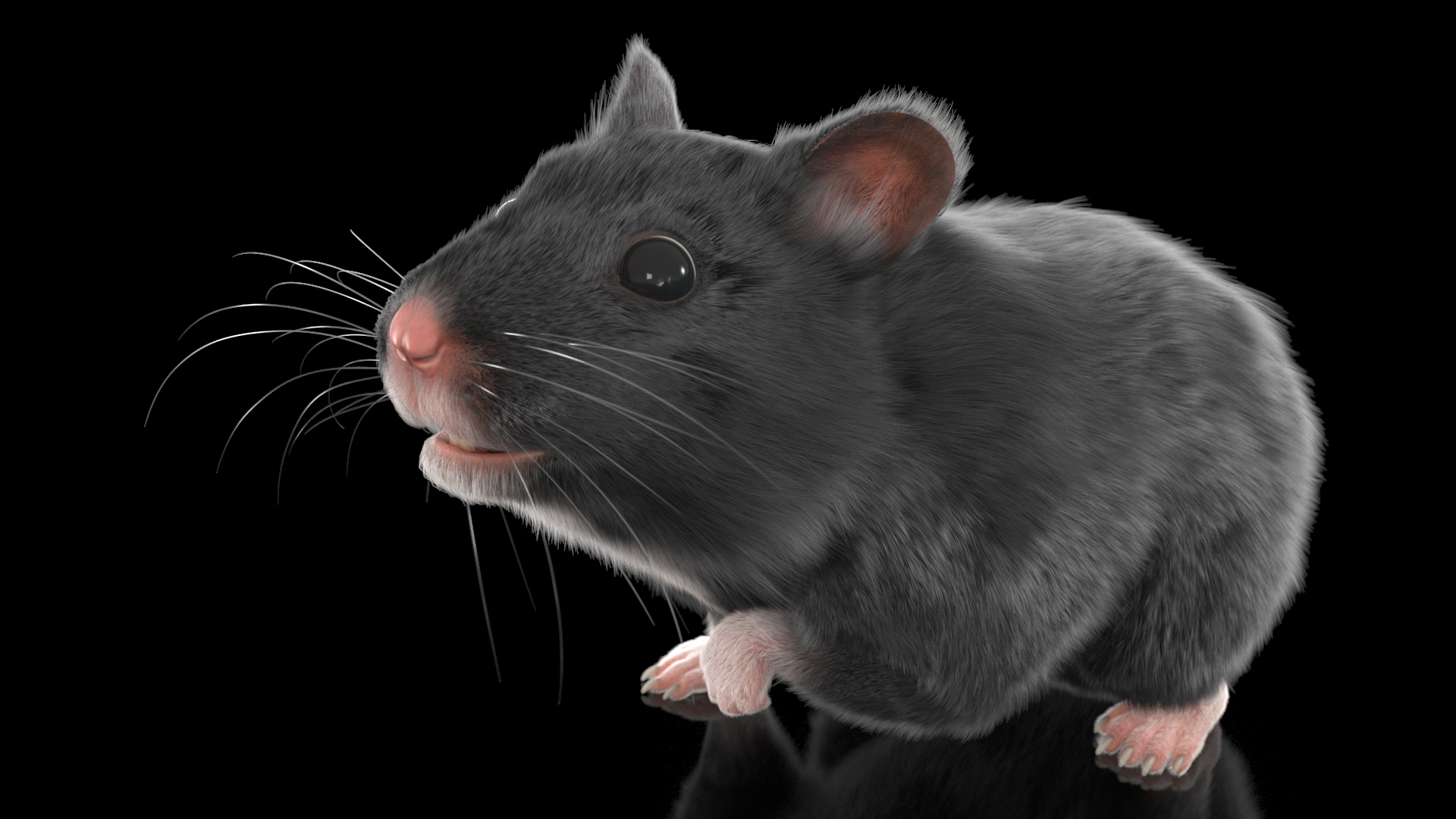 Syrian Hamster Black Rigged 3D