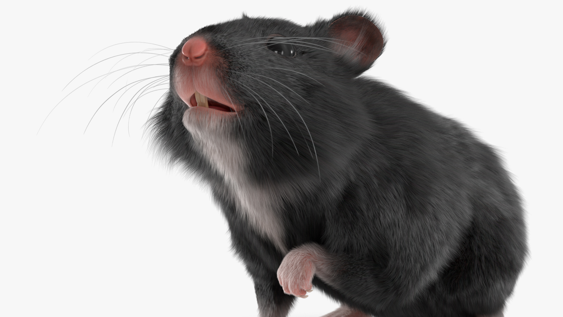 Syrian Hamster Black Rigged 3D