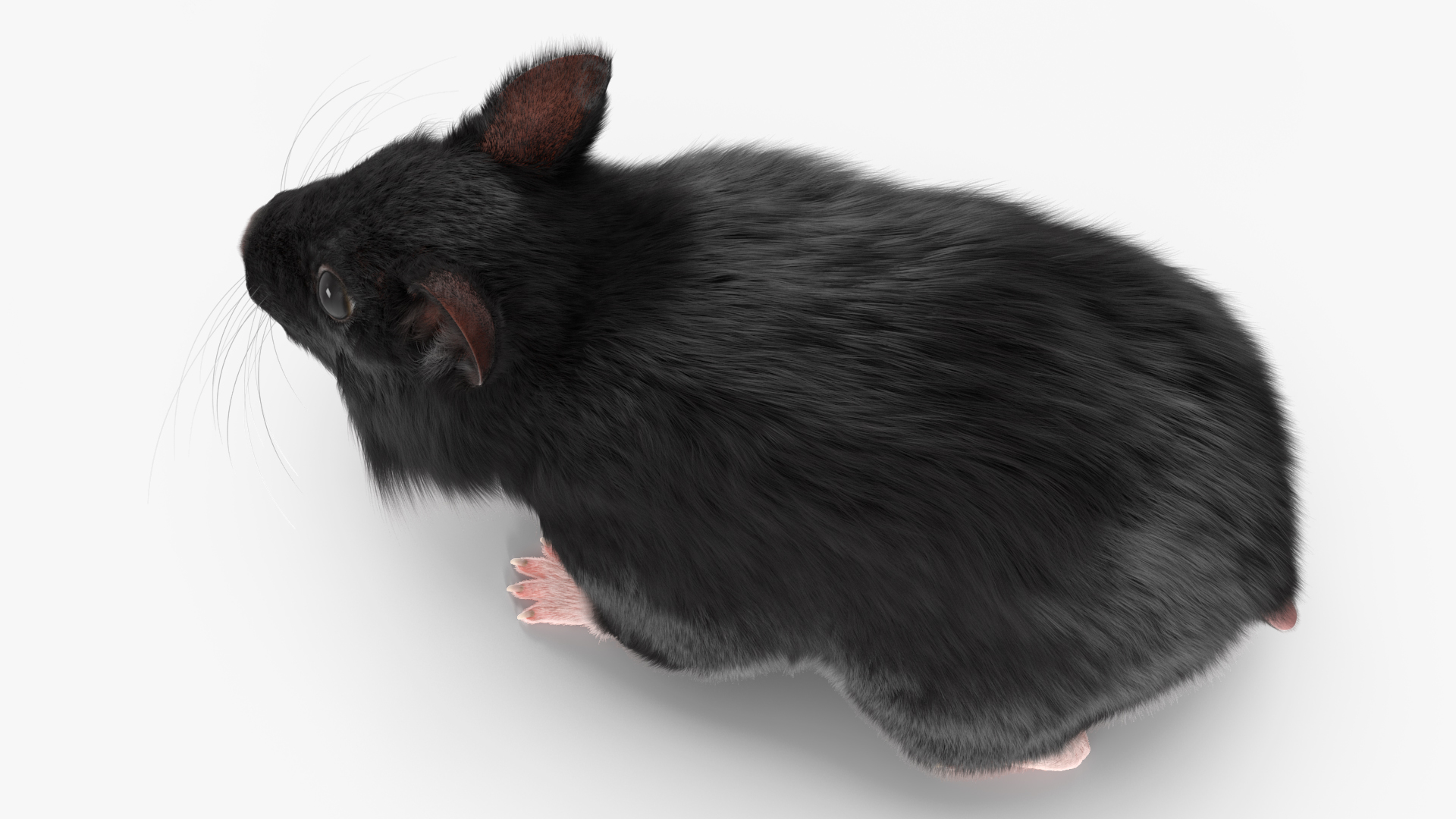 Syrian Hamster Black Rigged 3D