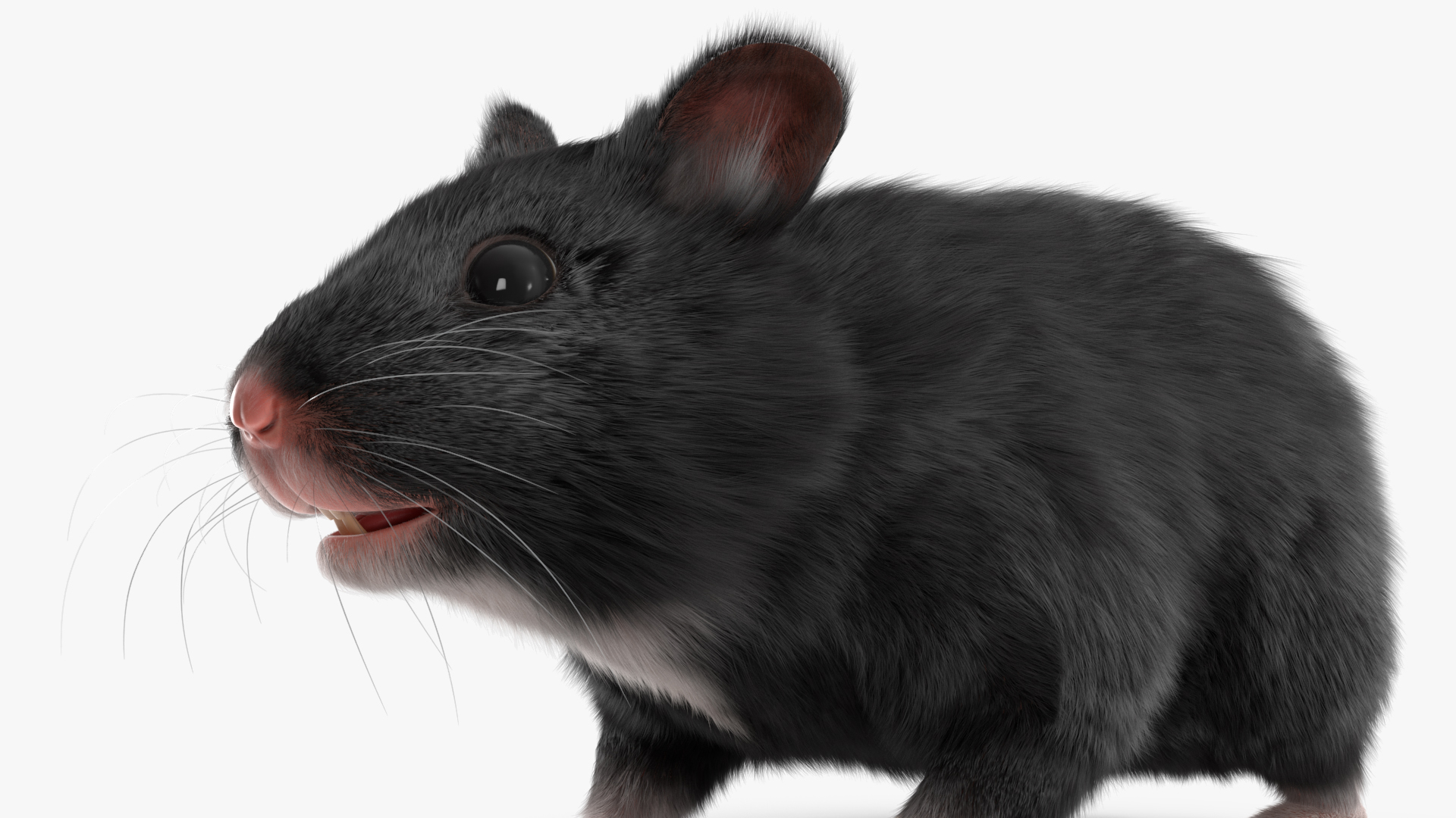 Syrian Hamster Black Rigged 3D