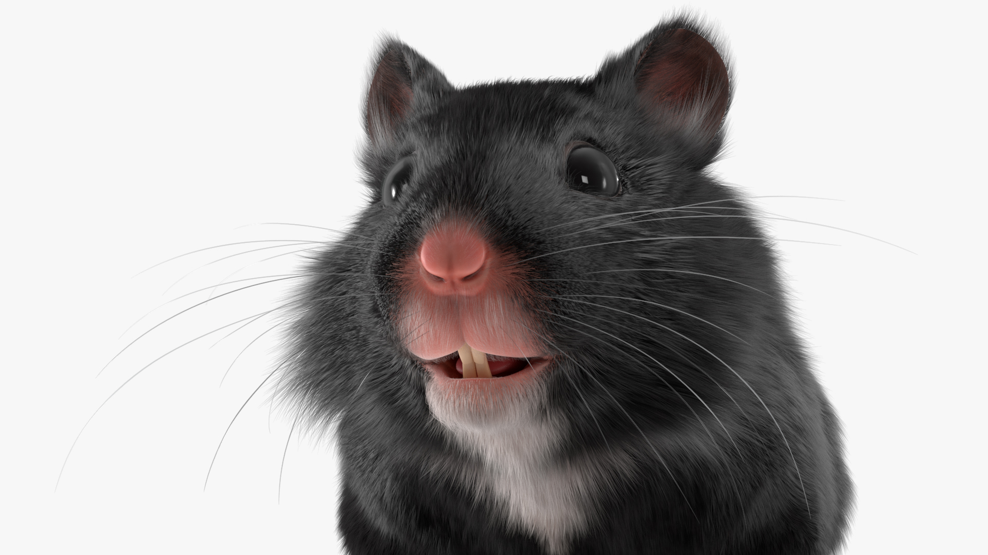 Syrian Hamster Black Rigged 3D