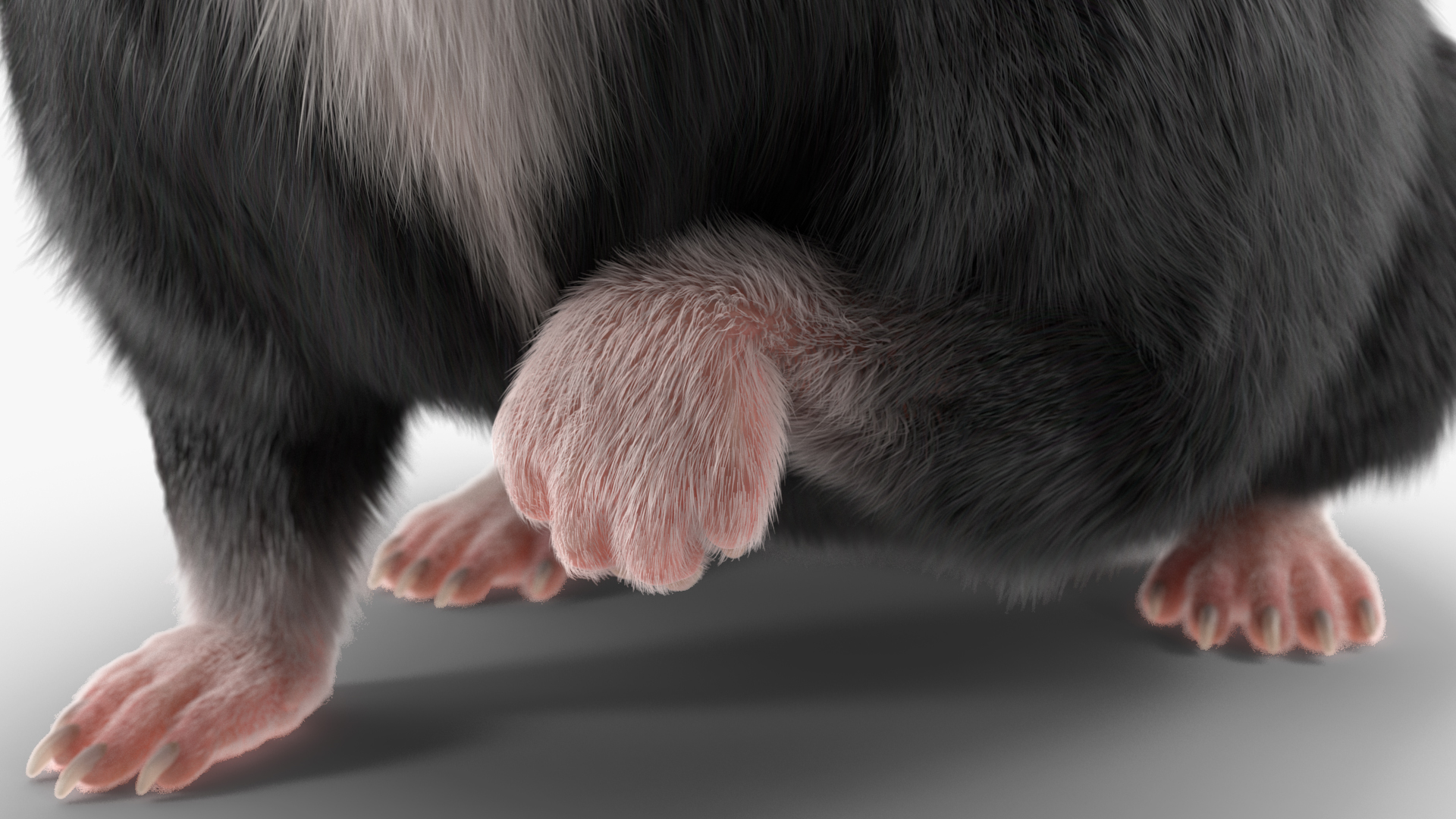 Syrian Hamster Black Rigged 3D