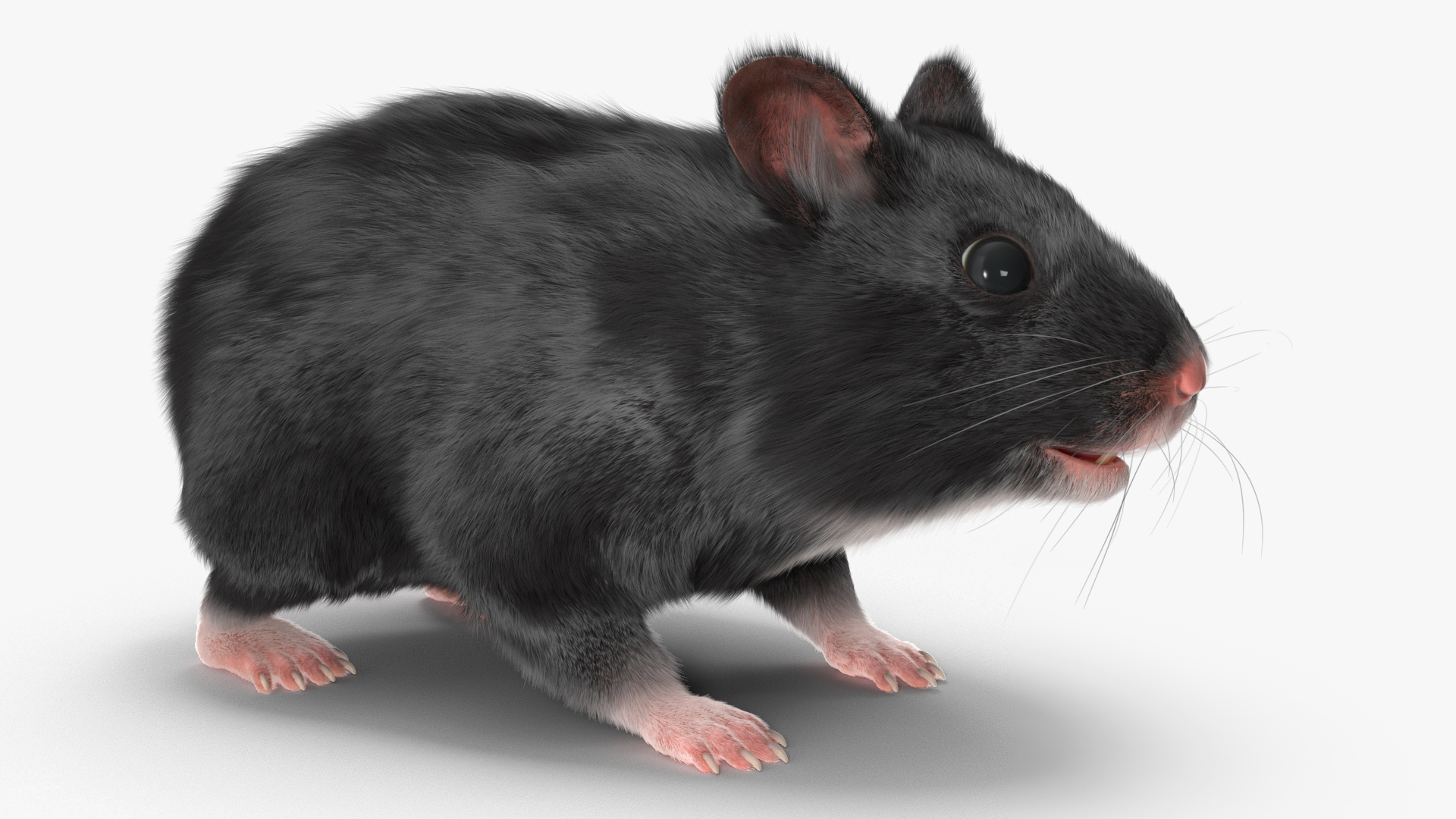 Syrian Hamster Black Rigged 3D