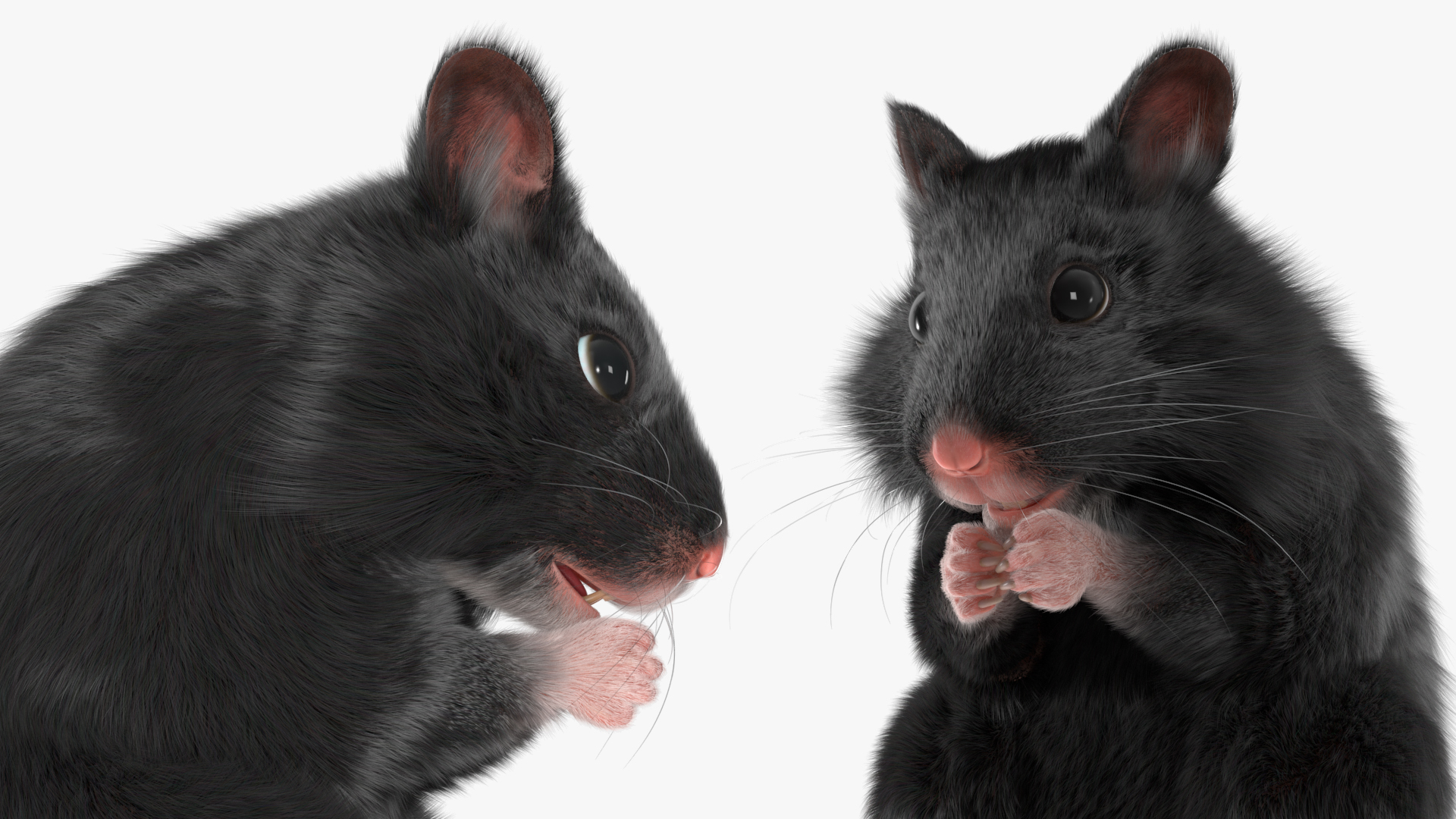 Syrian Hamster Black Rigged 3D