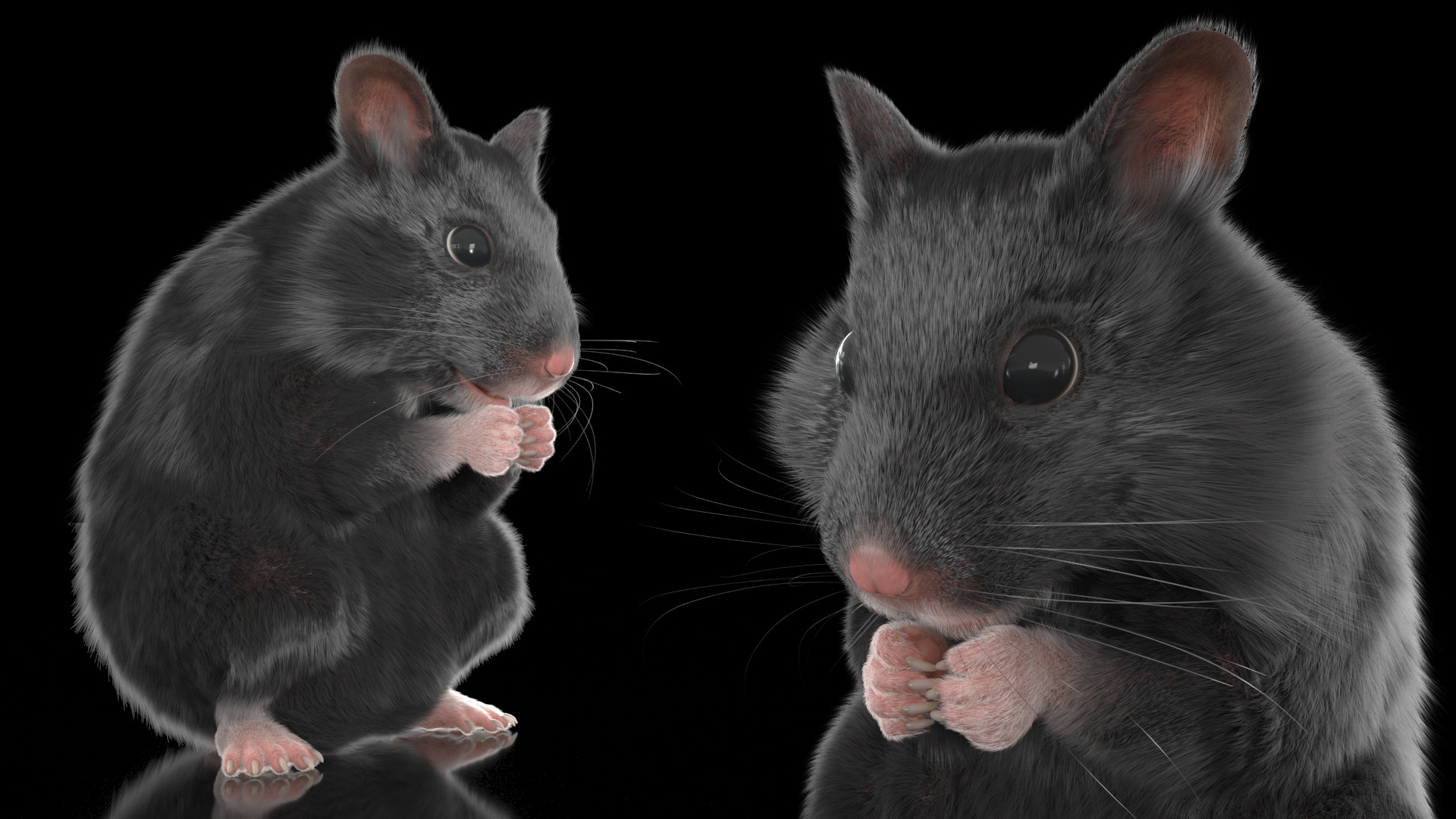 Syrian Hamster Black Rigged 3D