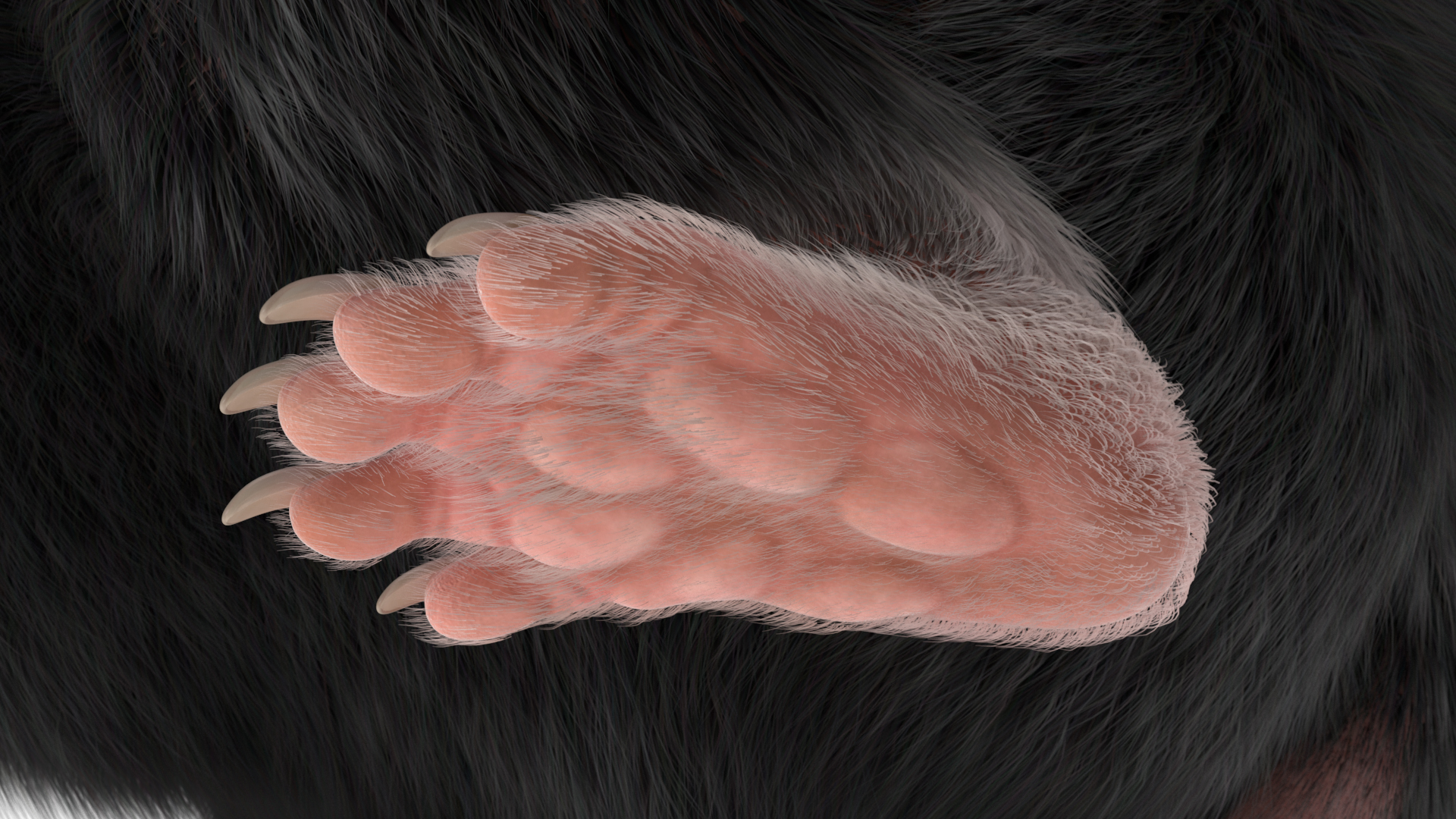 Syrian Hamster Black Rigged 3D